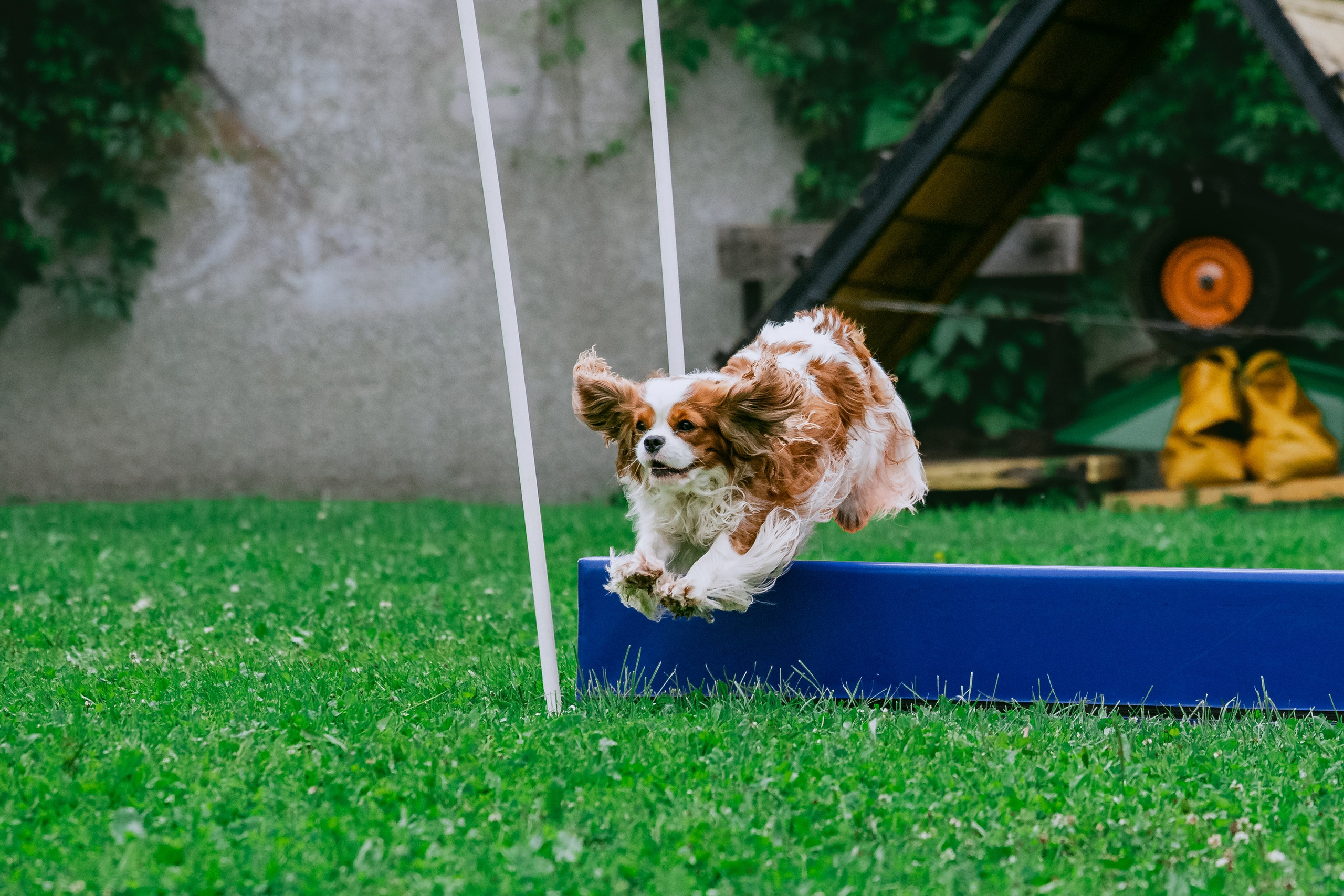 Соревнования по аджилити Долгопрудный 30.06.2025. Фотограф-анималист Татьяна Степанова