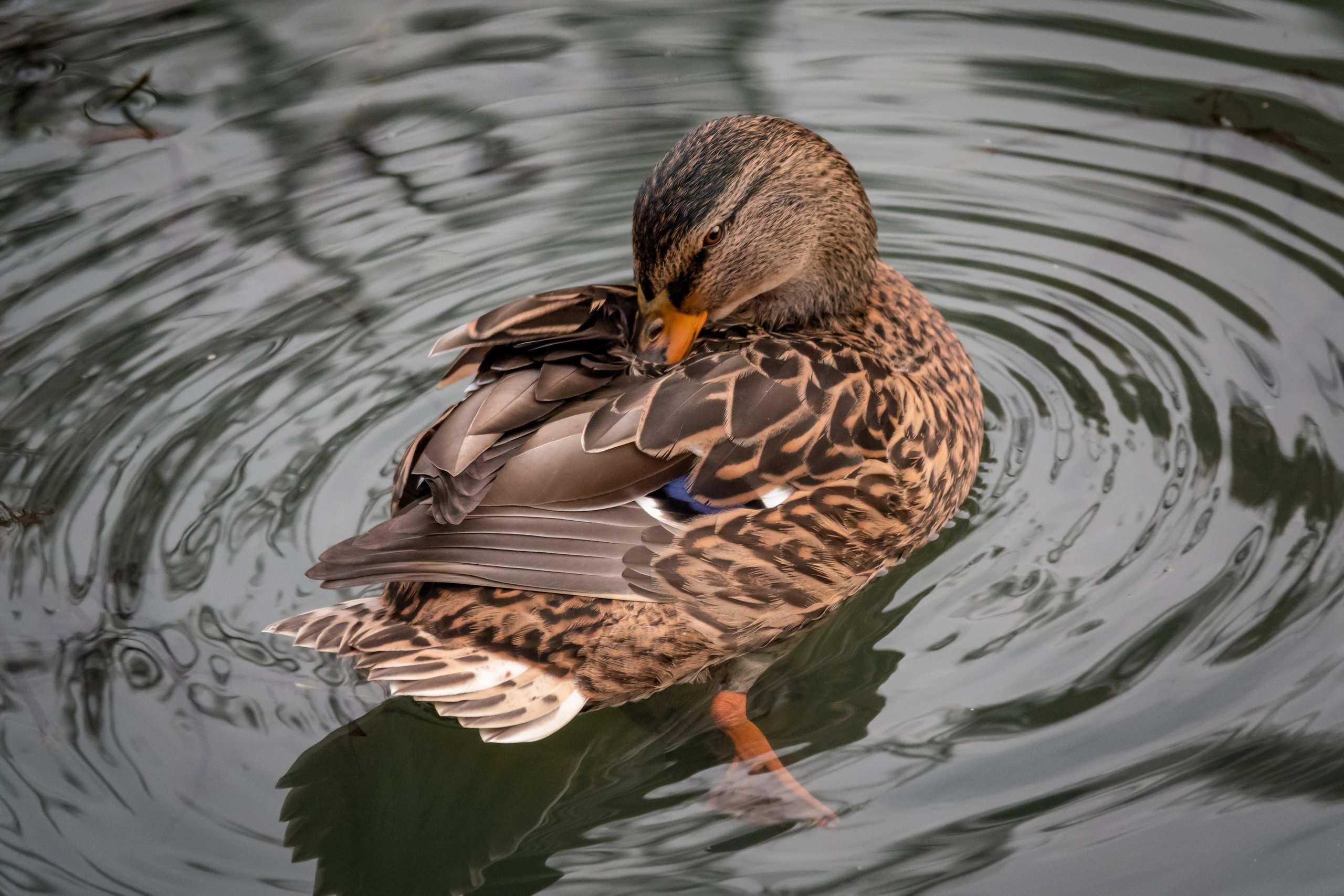 Фотоохота. Фотограф-анималист в Москве Юлия Лайхо