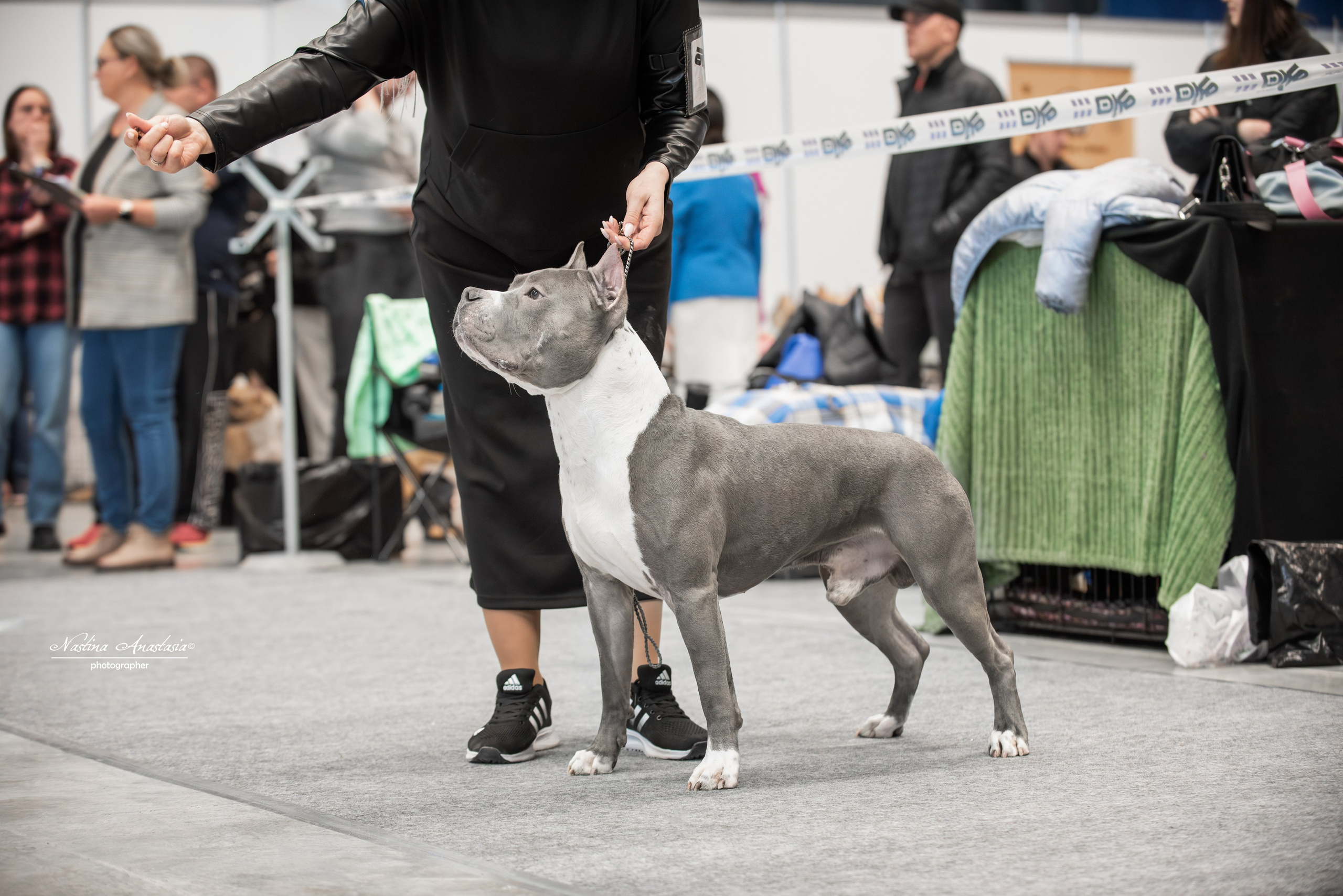 Выставки. Фотограф — Анималист