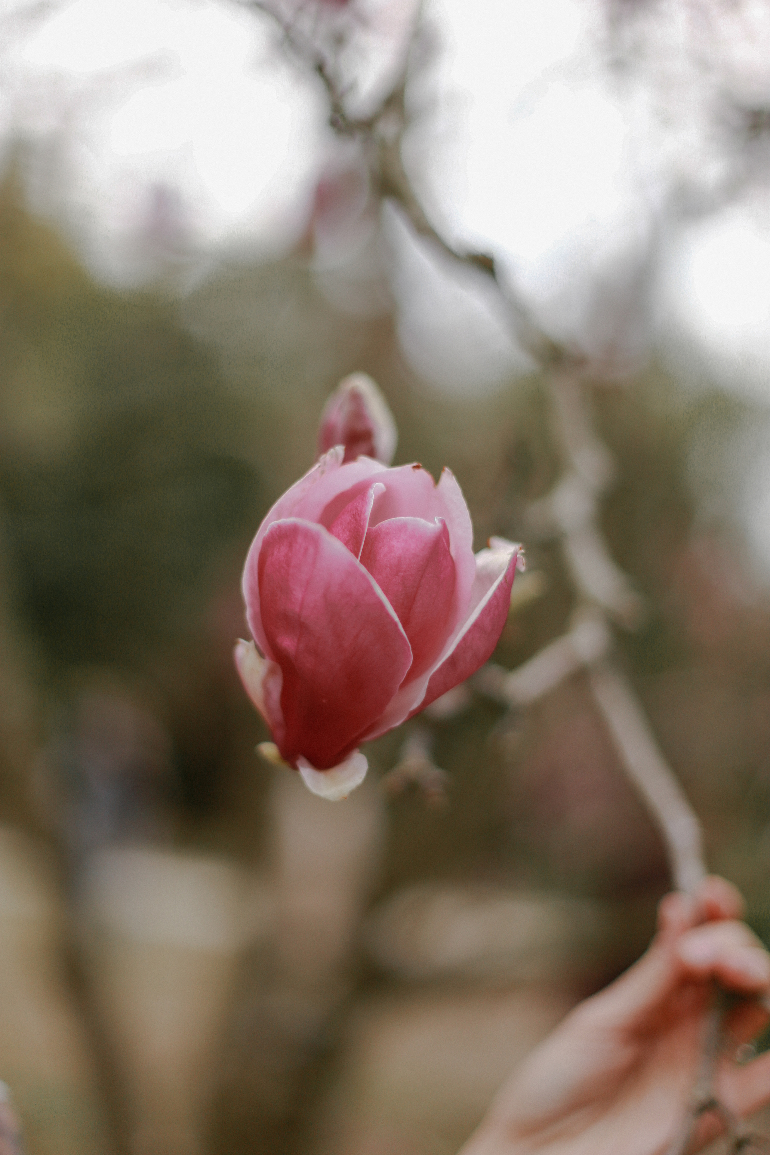 ЦВЕТЕНИЕ. Милана Довгаль - семейный фотограф и видеограф  в Адлере и Сочи