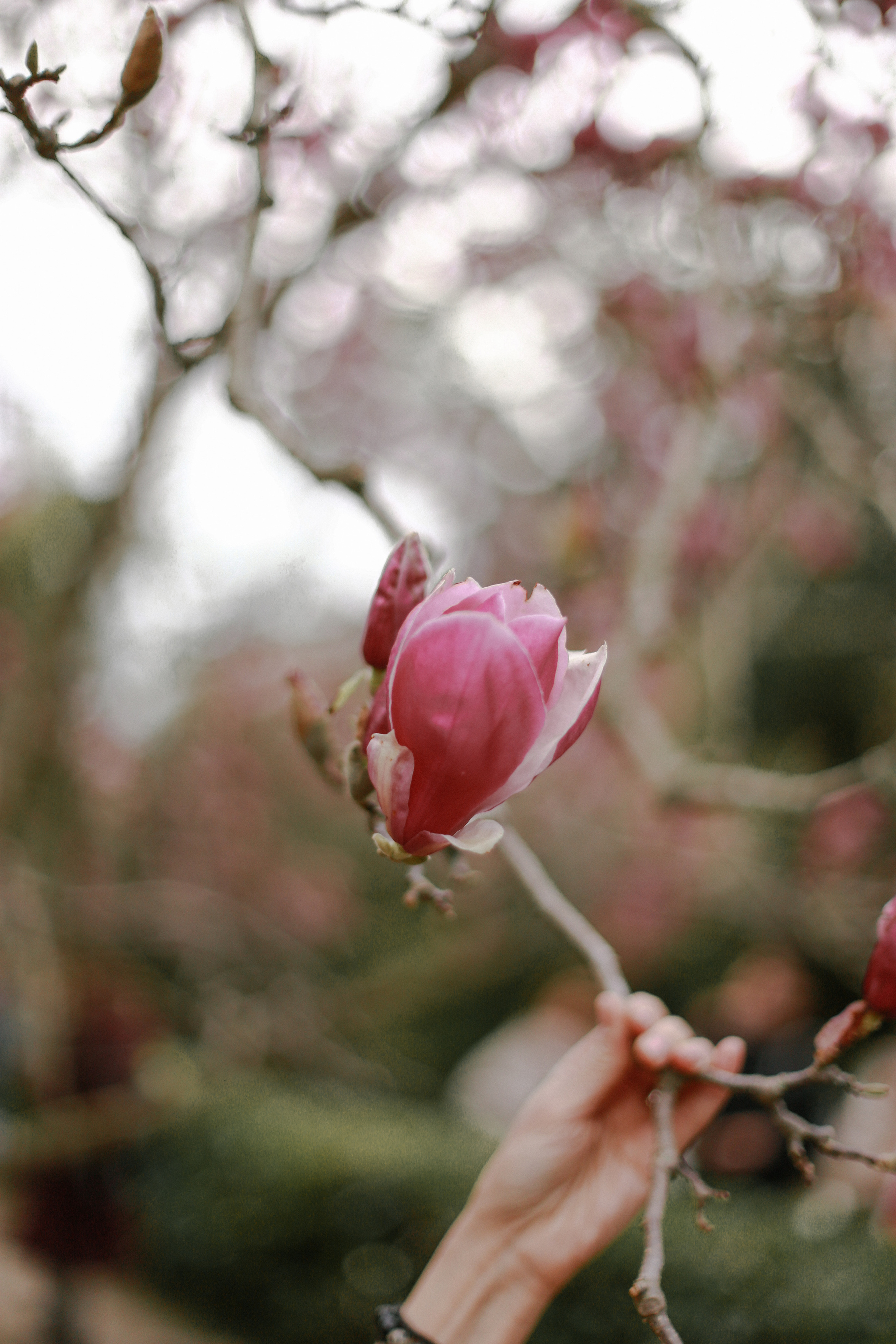 ЦВЕТЕНИЕ. Милана Довгаль - семейный фотограф и видеограф  в Адлере и Сочи