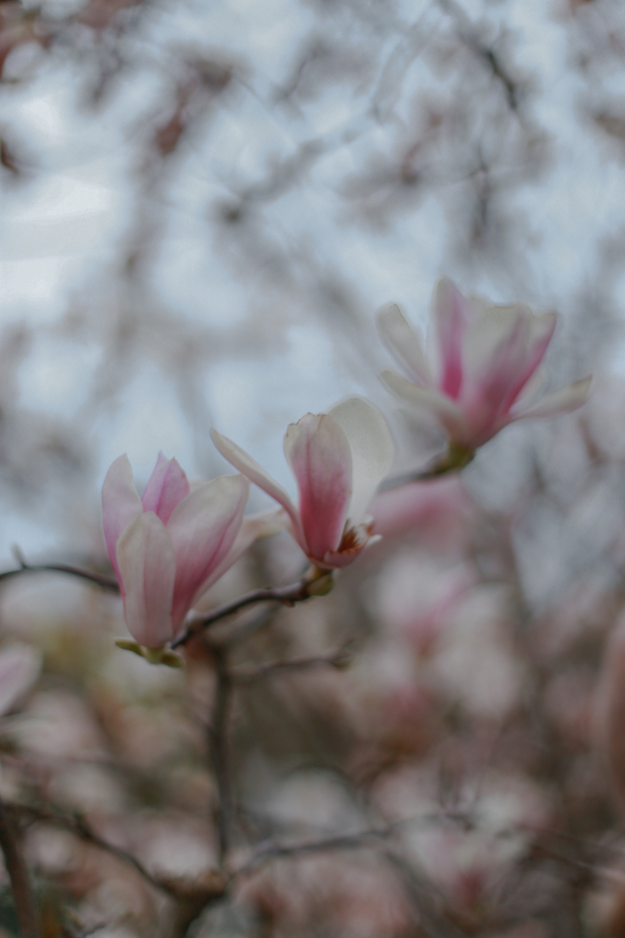 ЦВЕТЕНИЕ. Милана Довгаль - семейный фотограф и видеограф  в Адлере и Сочи