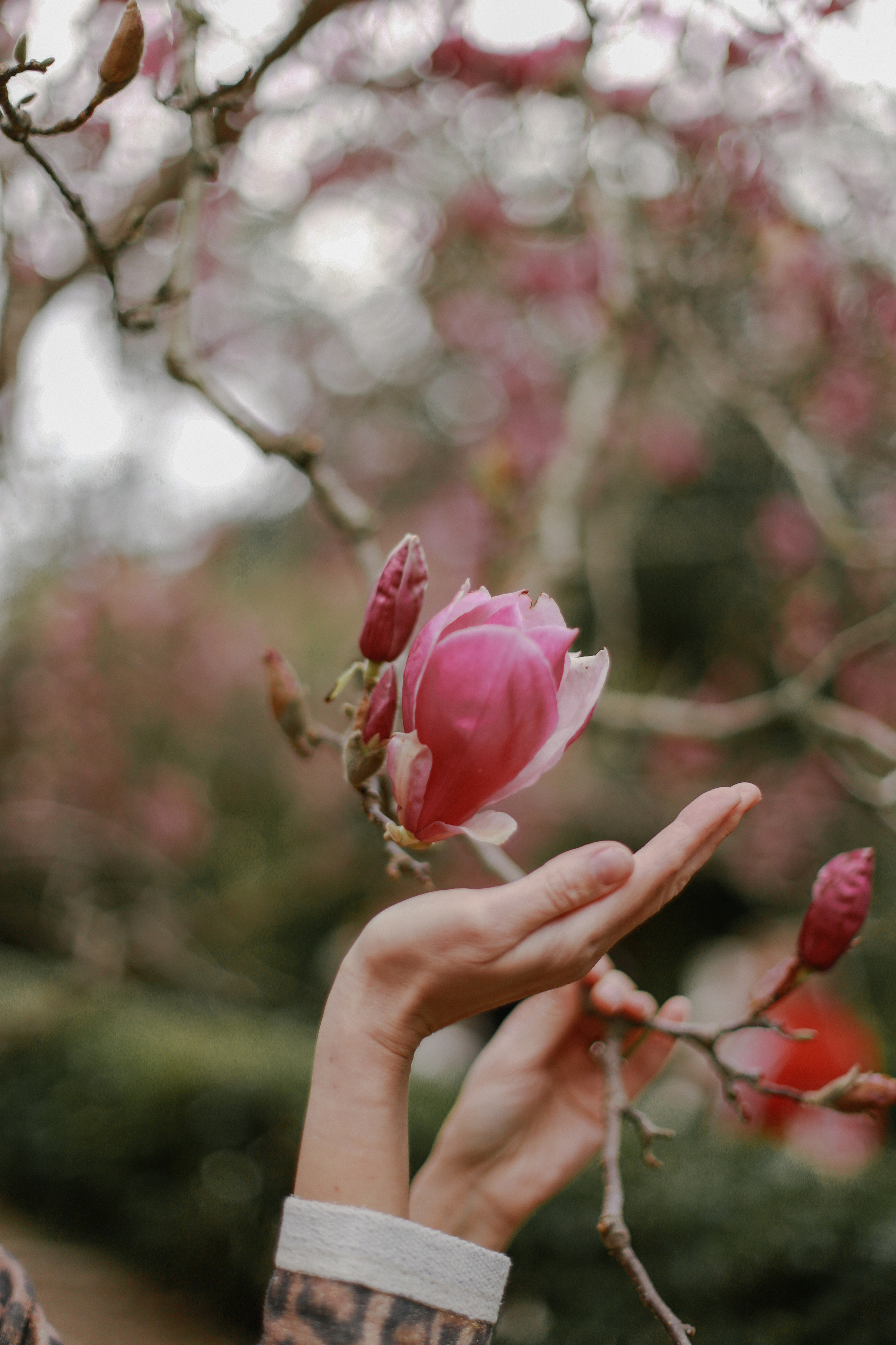 ЦВЕТЕНИЕ. Милана Довгаль - семейный фотограф и видеограф  в Адлере и Сочи
