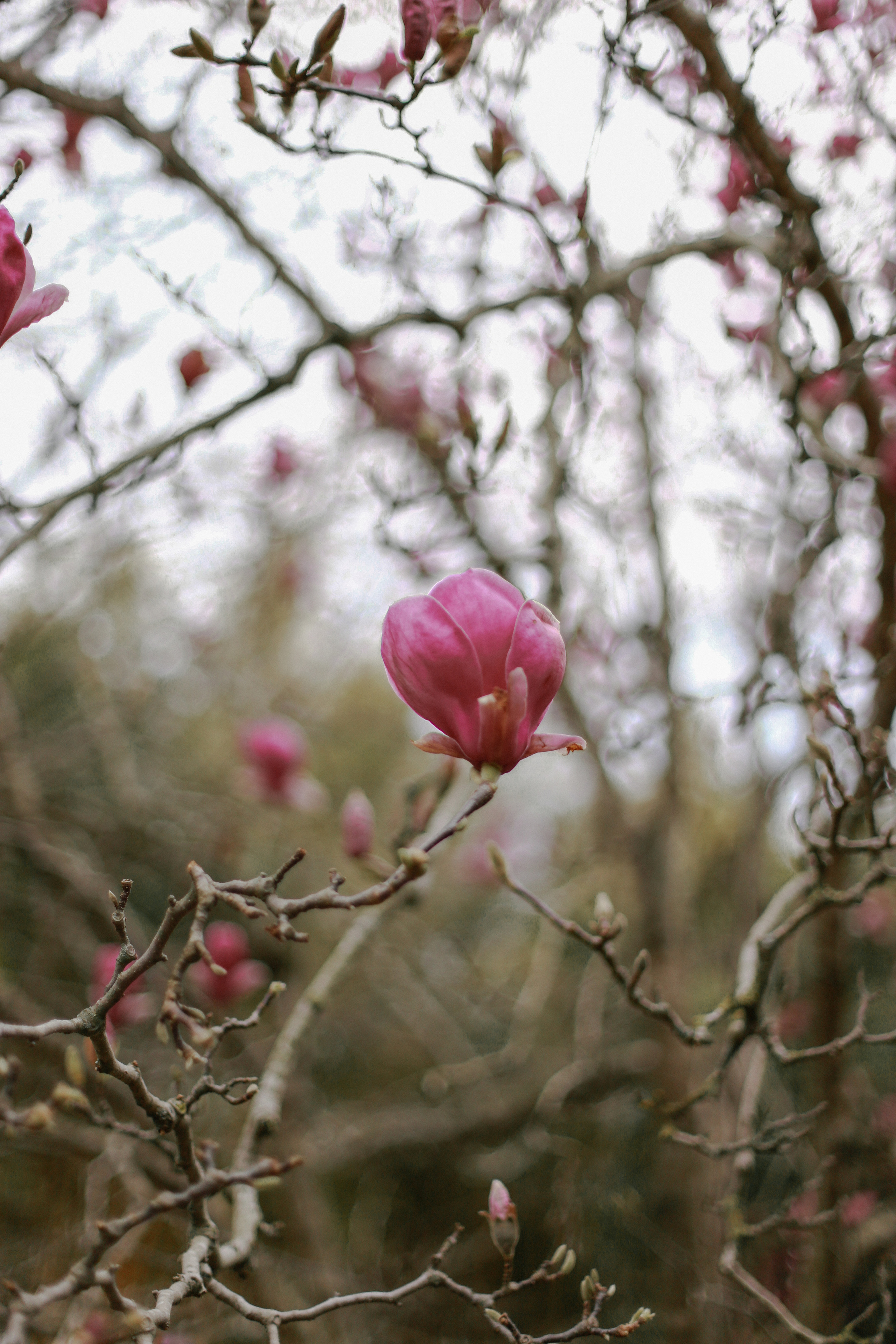 ЦВЕТЕНИЕ. Милана Довгаль - семейный фотограф и видеограф  в Адлере и Сочи