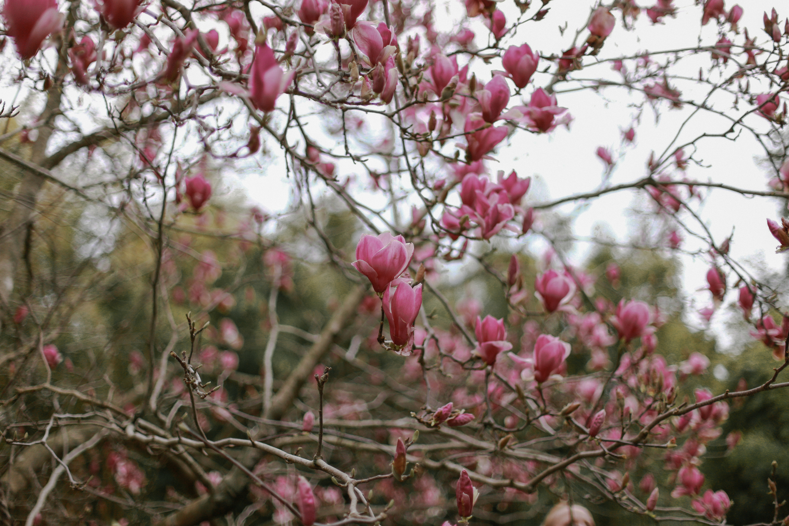 ЦВЕТЕНИЕ. Милана Довгаль - семейный фотограф и видеограф  в Адлере и Сочи