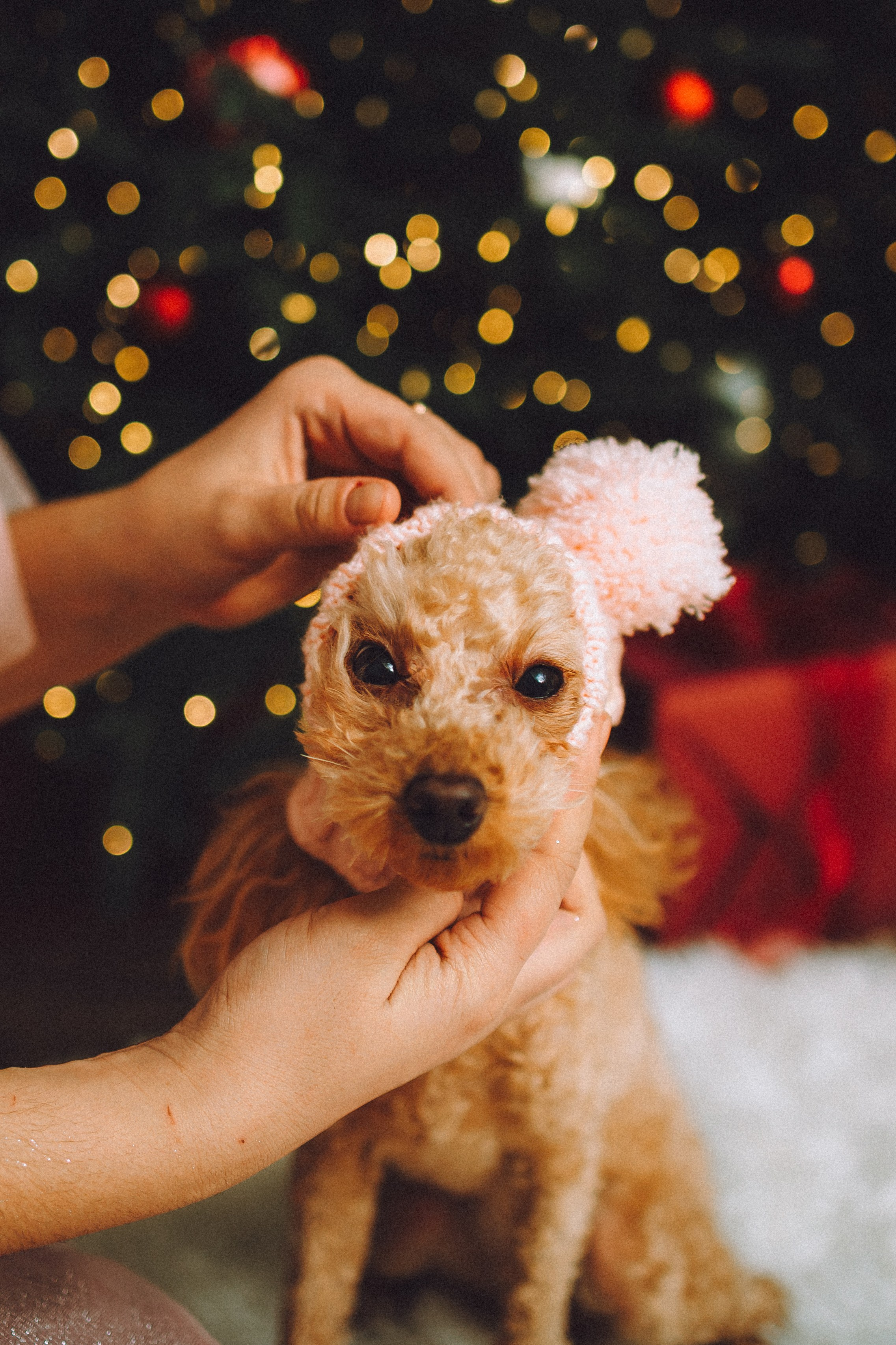 Джули, Шелли и их семья