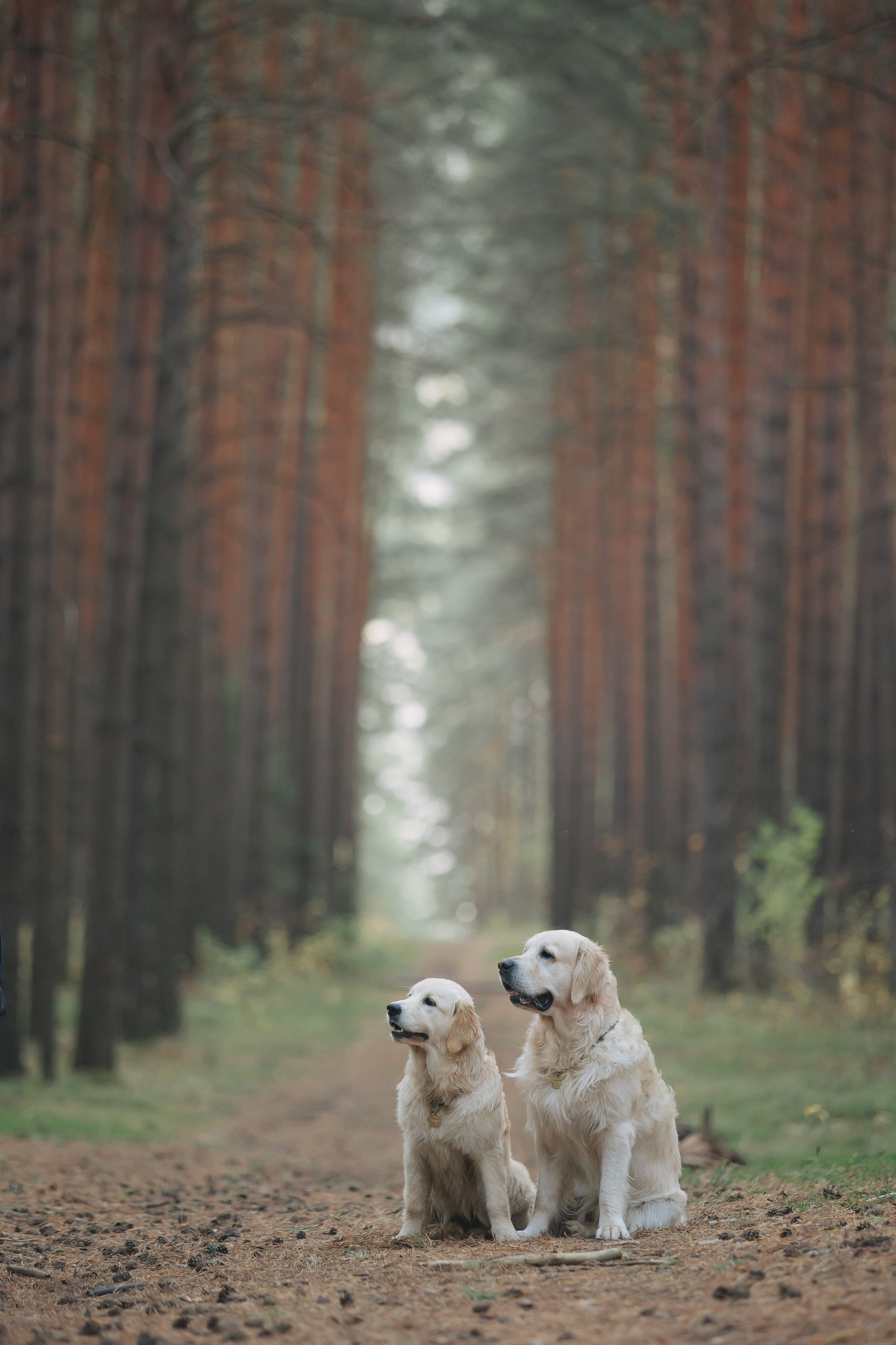 Снежик и Веста. Свадебный и женский фотограф