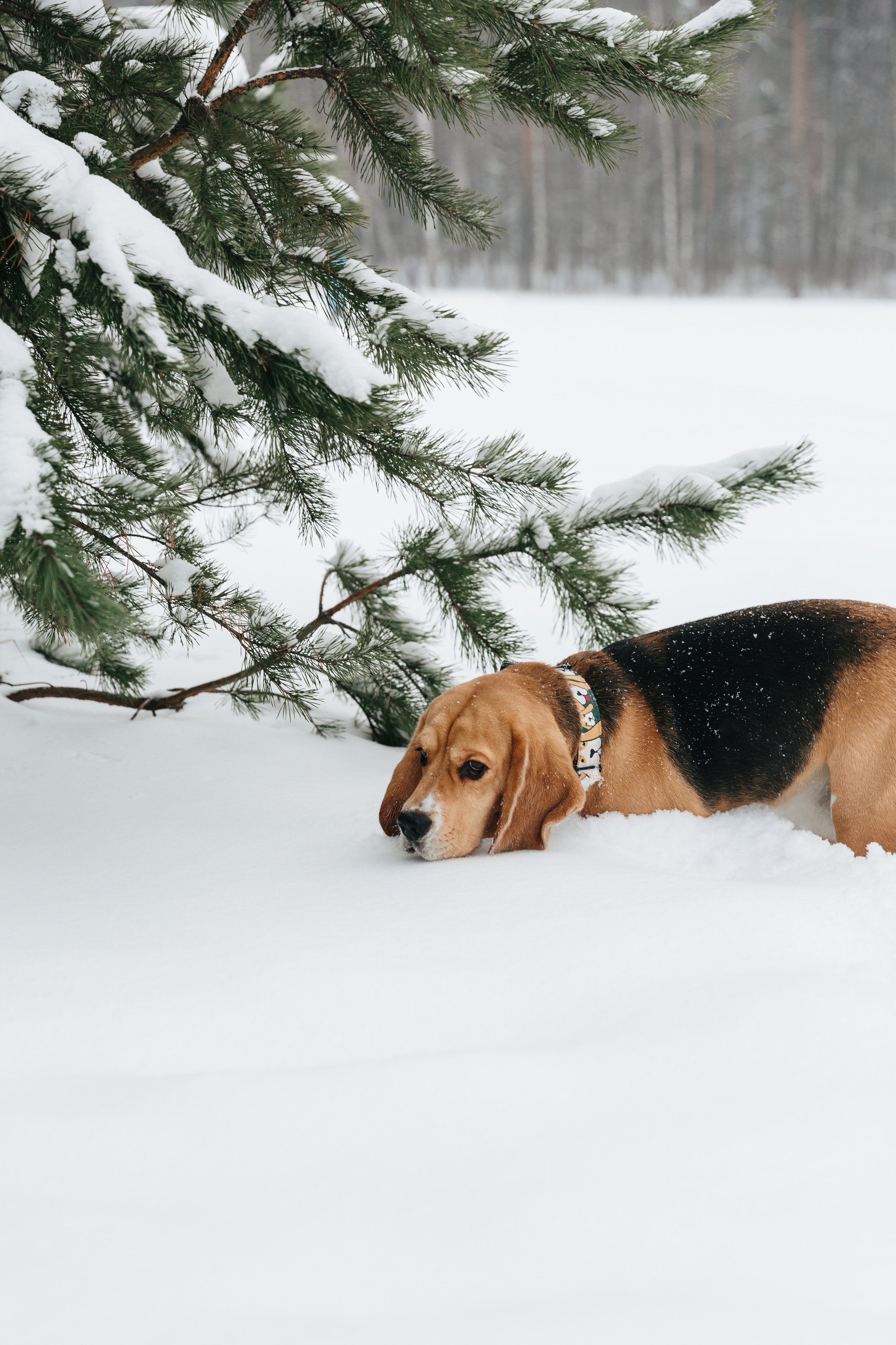 Ника. Семейный и детский фотограф в Москве Юлия Выганова Julia Joy