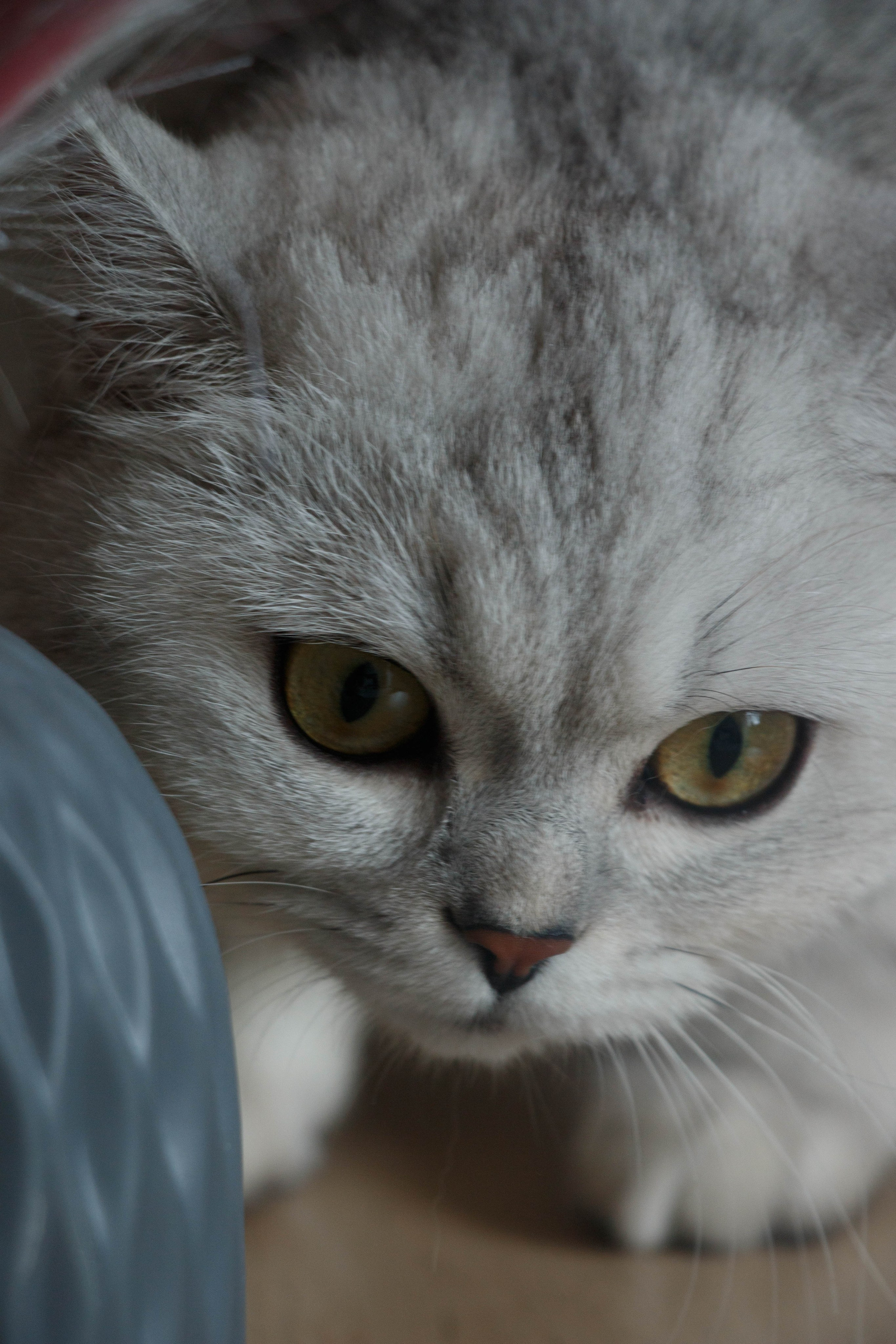 NASTYA & KITTI. Бережно сохраняю ваши чувства и истории на своих фотографиях