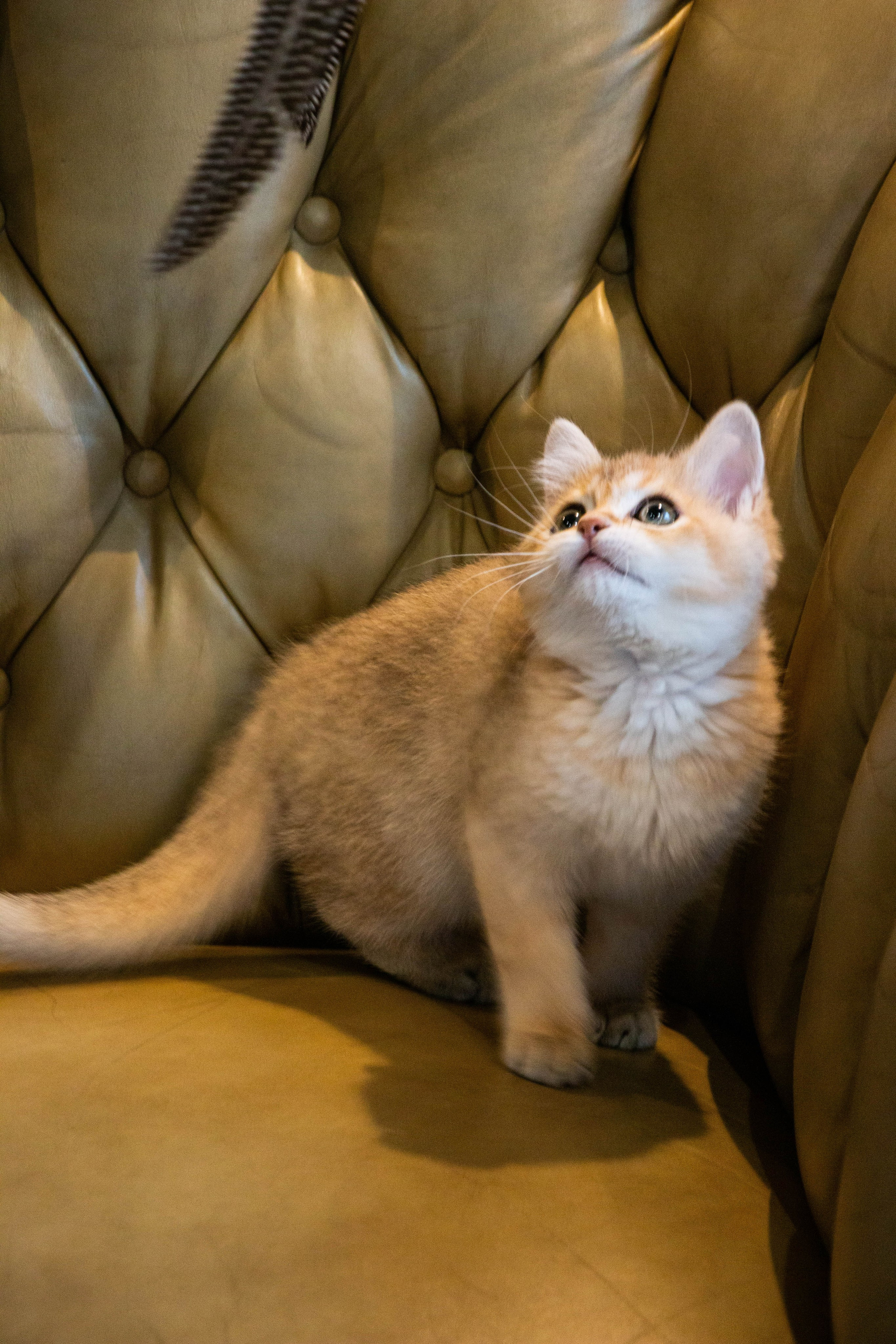 MILANA & RUFUS. Бережно сохраняю ваши чувства и истории на своих фотографиях