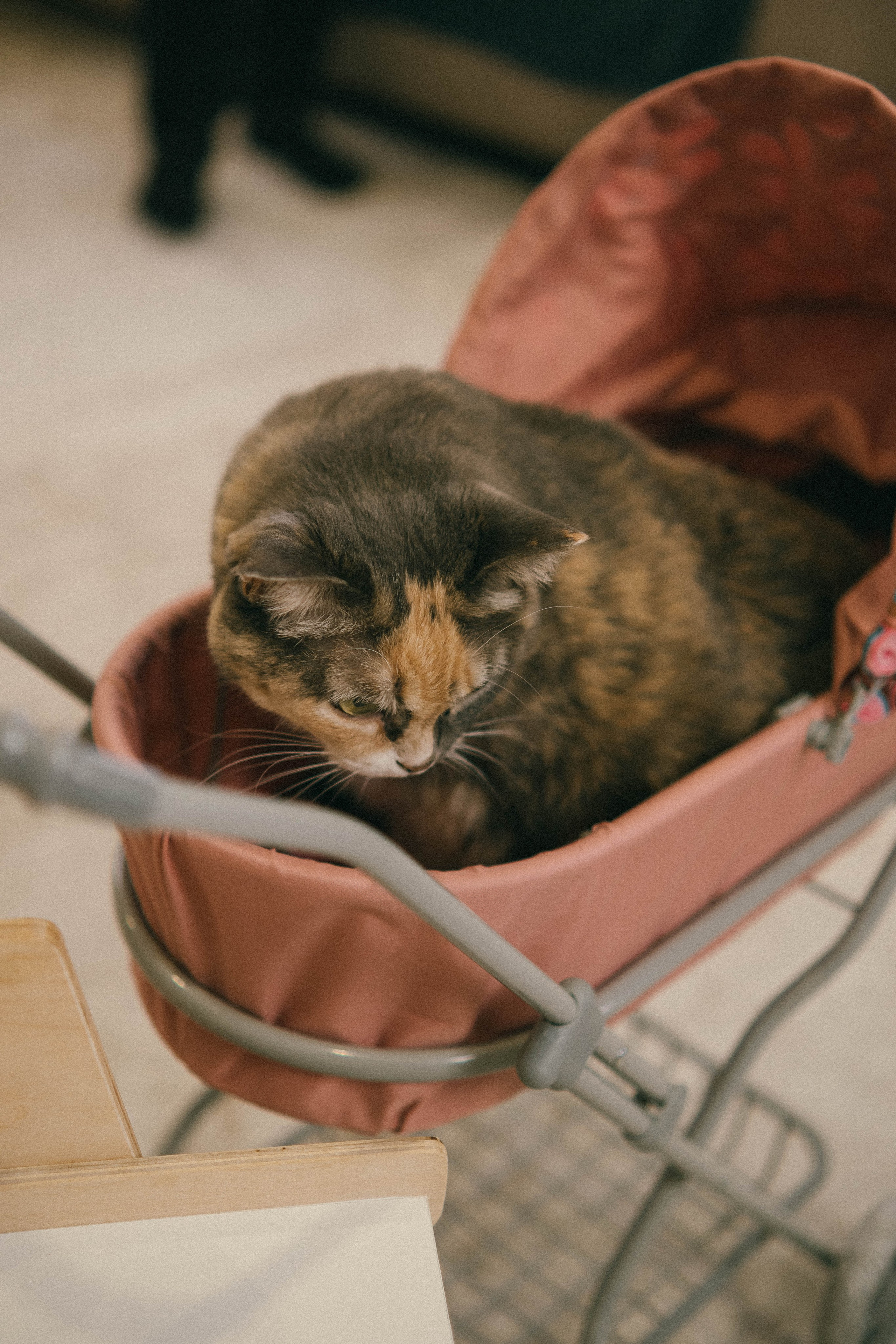 Оксана, Костя и Злата (2026). Анна Демидова — фотография для жизни и бизнеса в Абакане