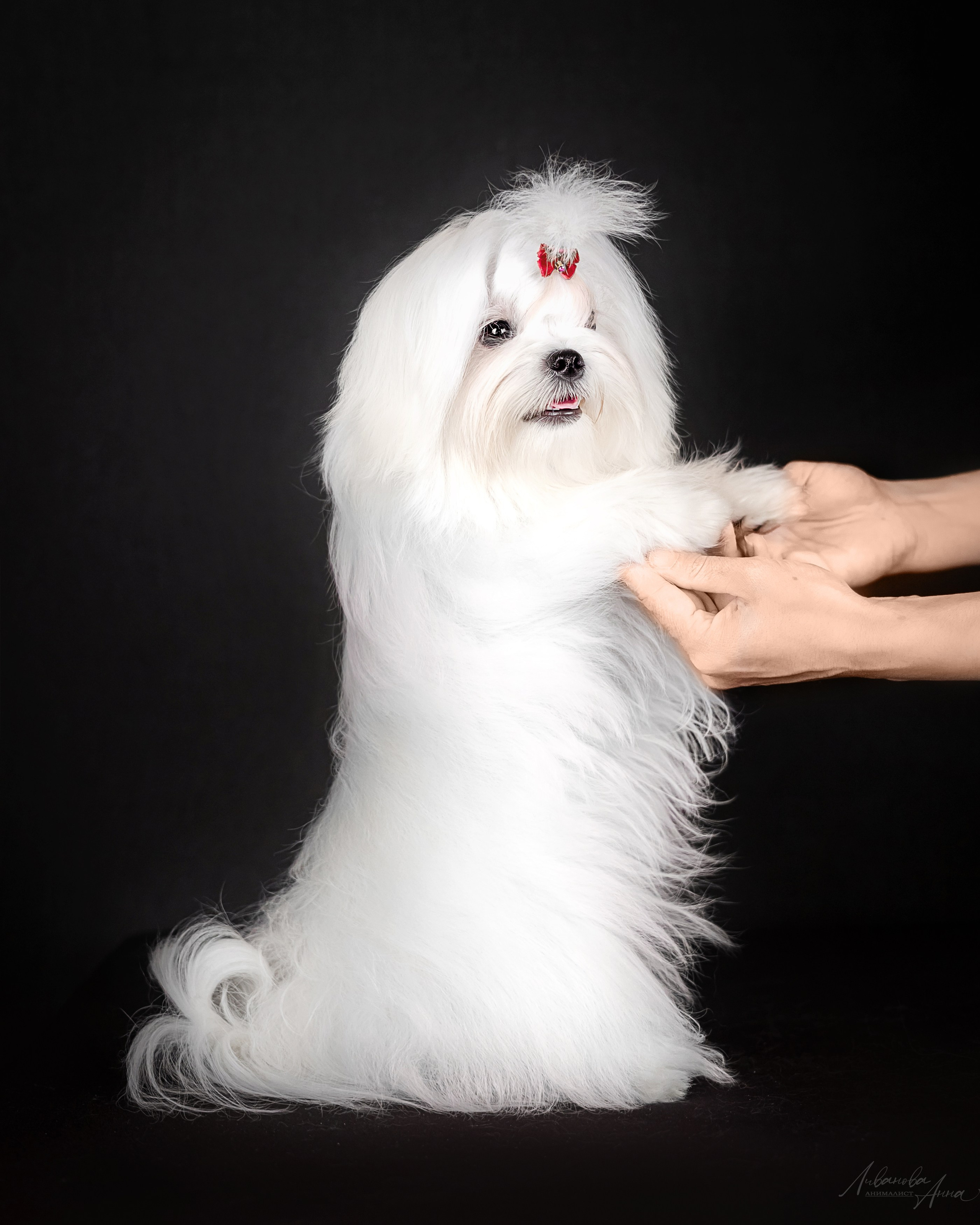 Мальтезе. Фотограф анималист Аня Ливанова | Рыбинск