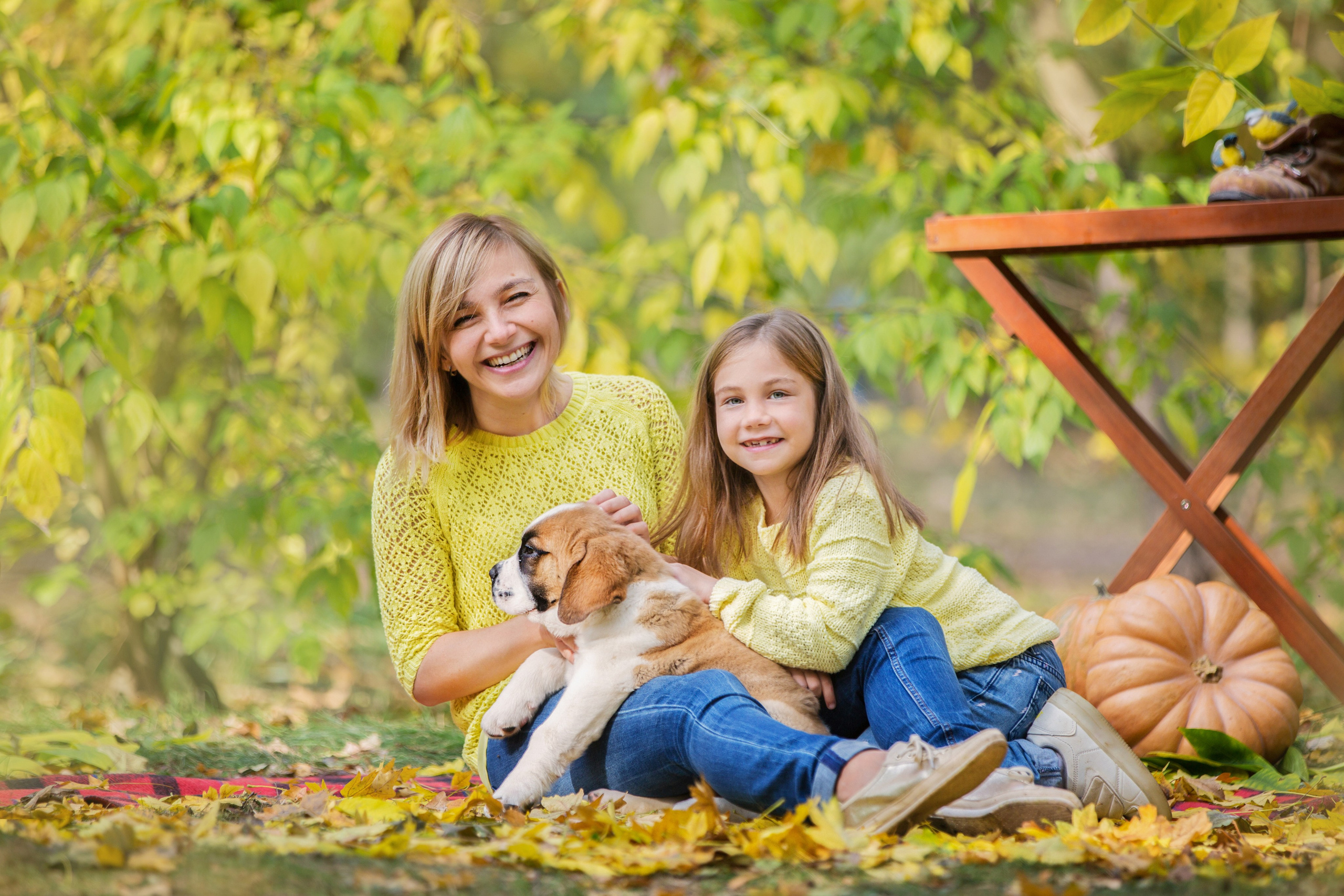 Щенки Сенбернары. Октябрь. Свадебный семейный и детский фотограф в Краснодаре Карина Федоровская