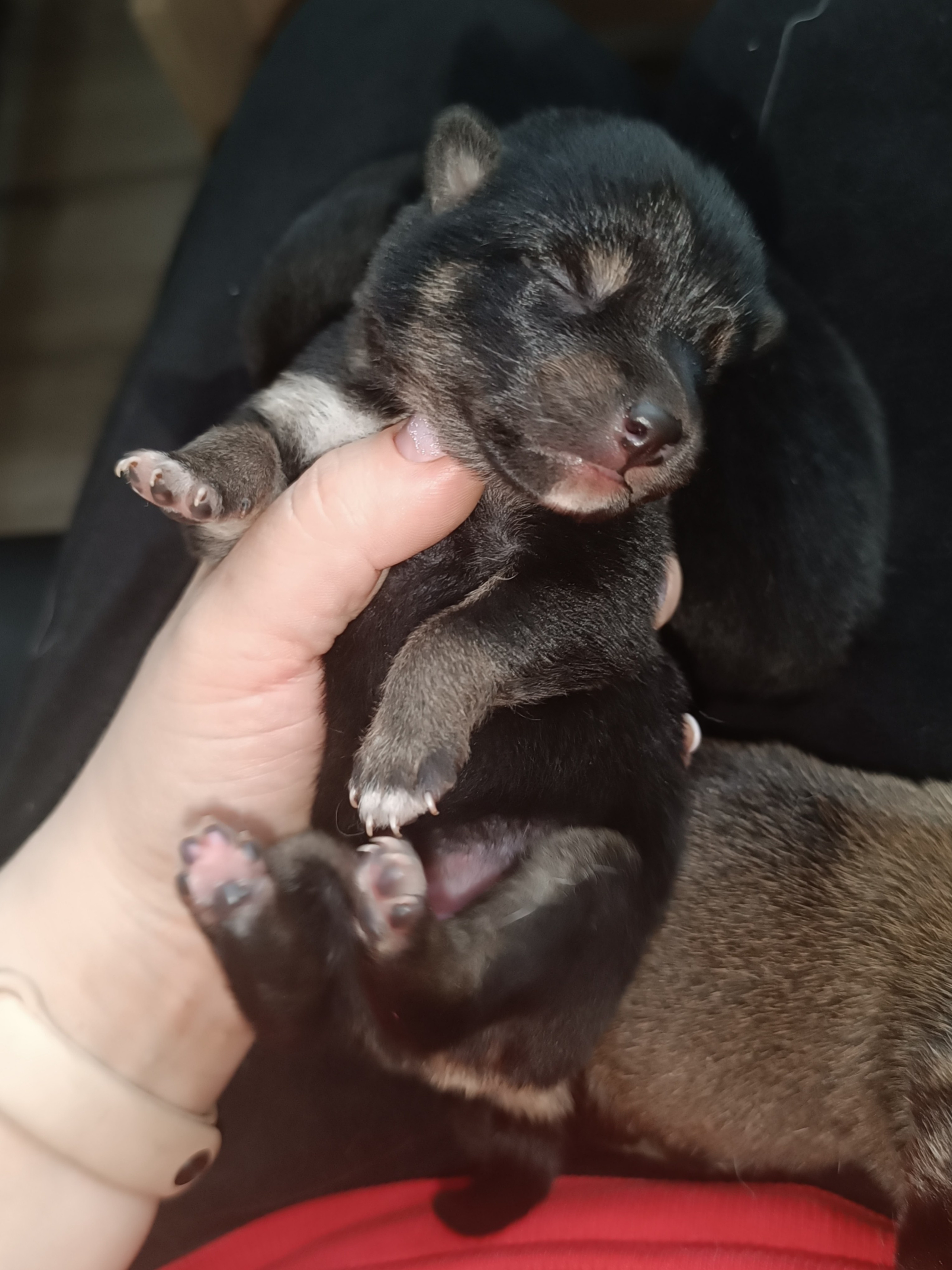 сиба питомник Рубилайт щенки на продажу rubylight  сиба щенки купить СПб Санкт-Петербург 