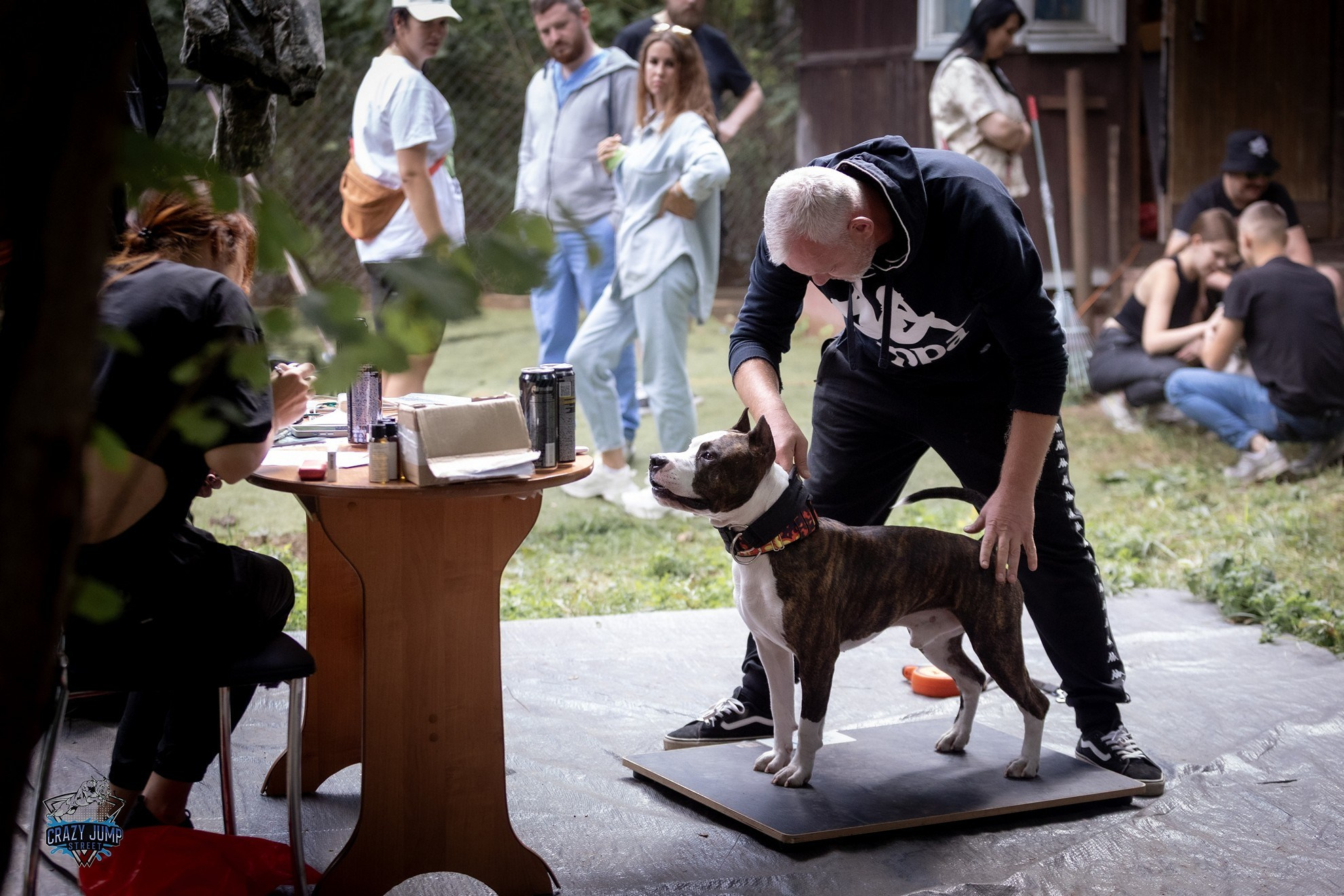 Собаки, спорт, Док дайвинг. Свадебный и репортажный фотограф в Москве и Московской области