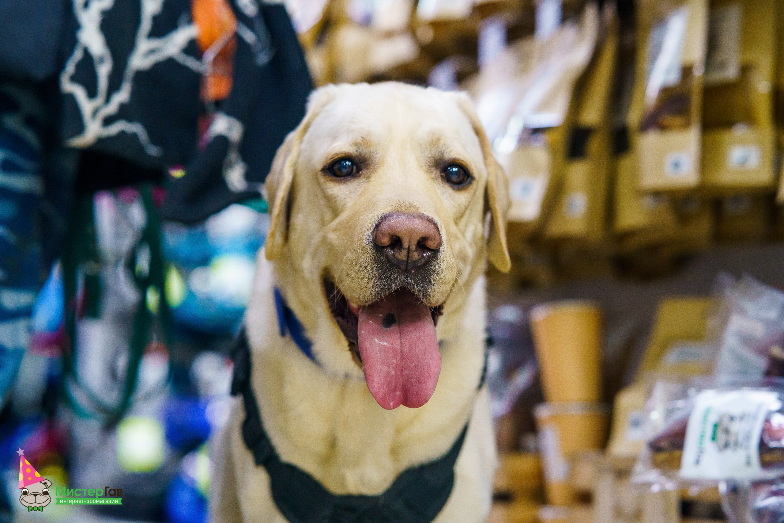 Мистер Гав -13 лет!. Фотограф Челябинск · Ольга Серебрякова