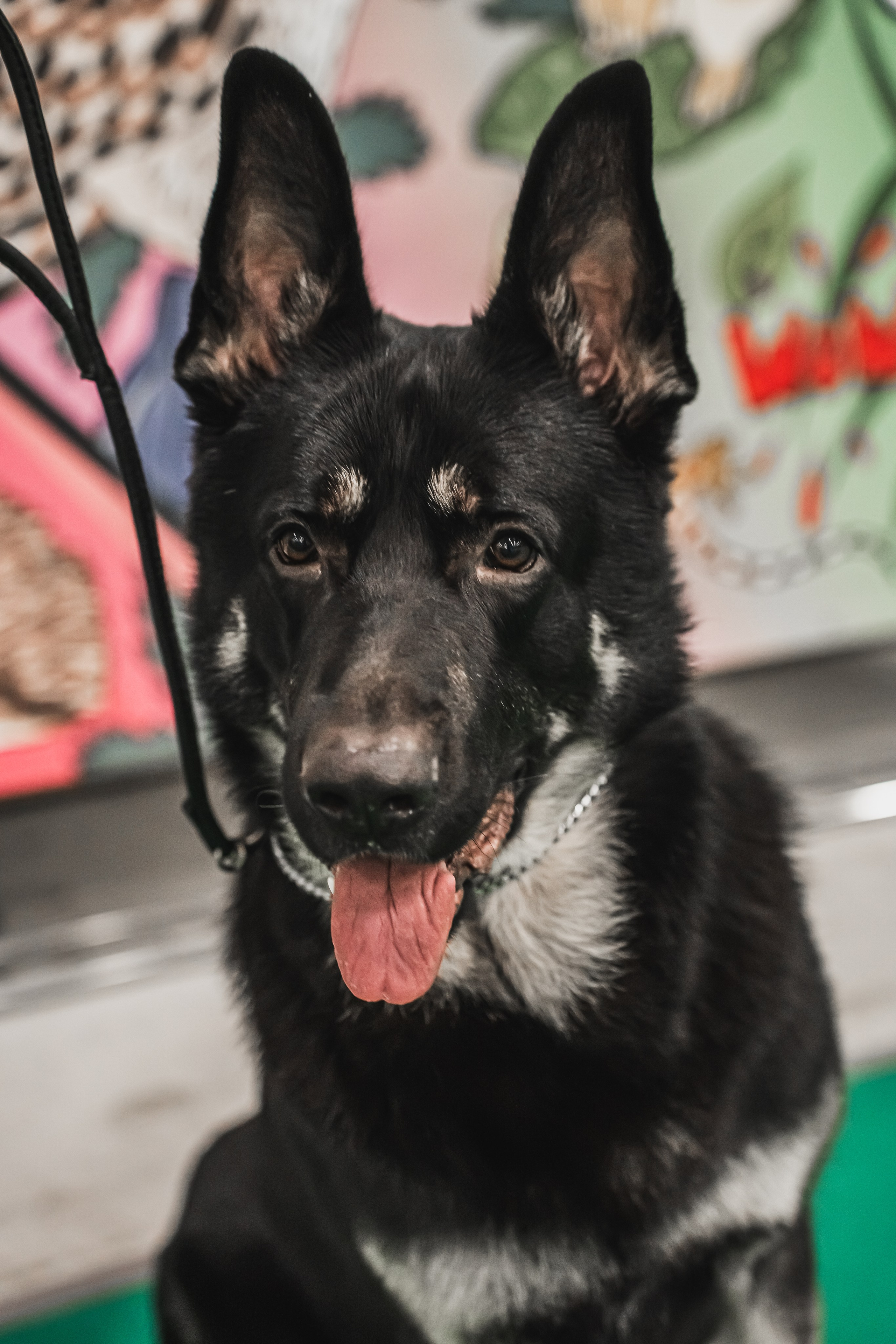 Международная выставка собак всех пород. Репортажный фотограф Анастасия Рубцова