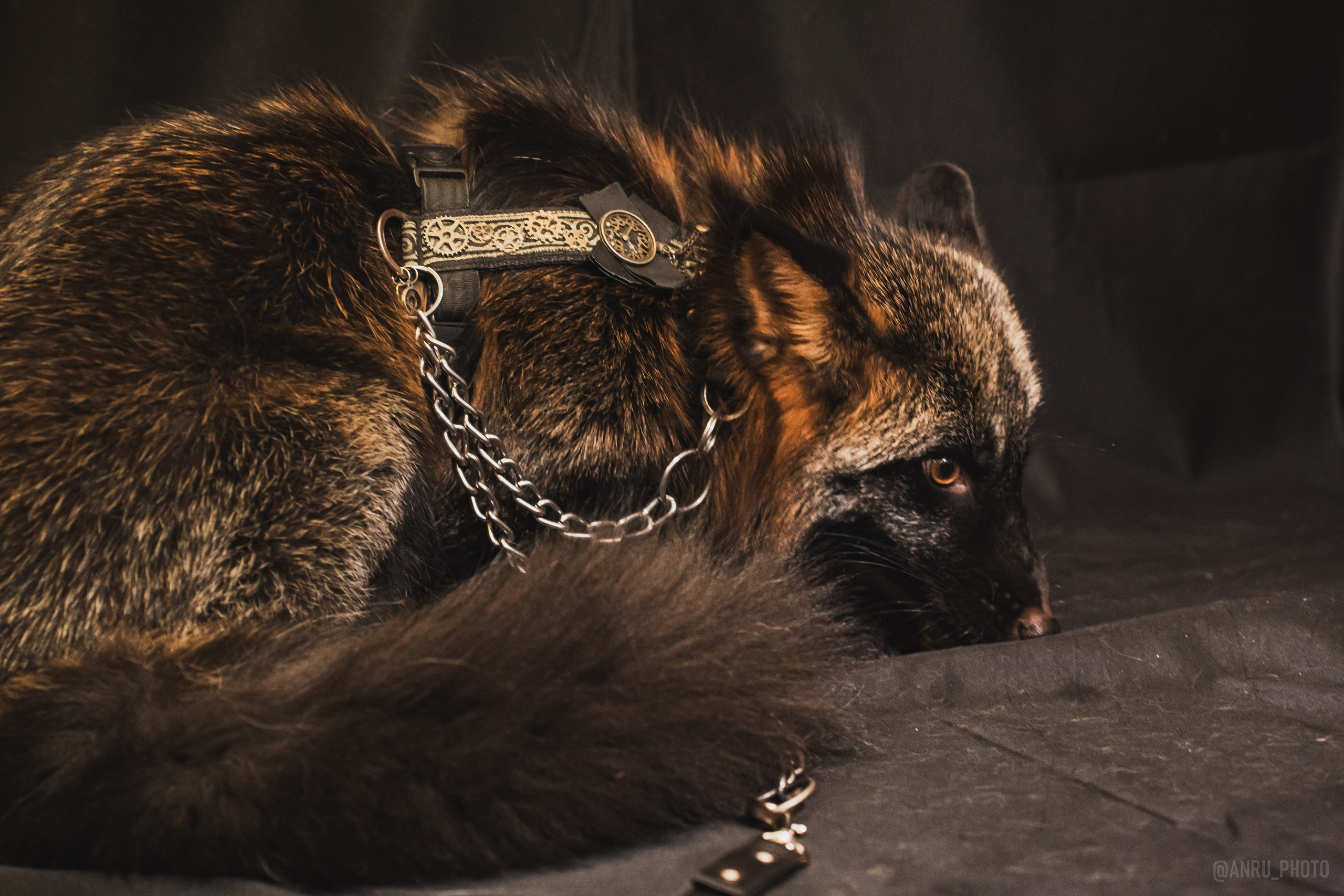 Fox Family fest. Репортажный фотограф Анастасия Рубцова