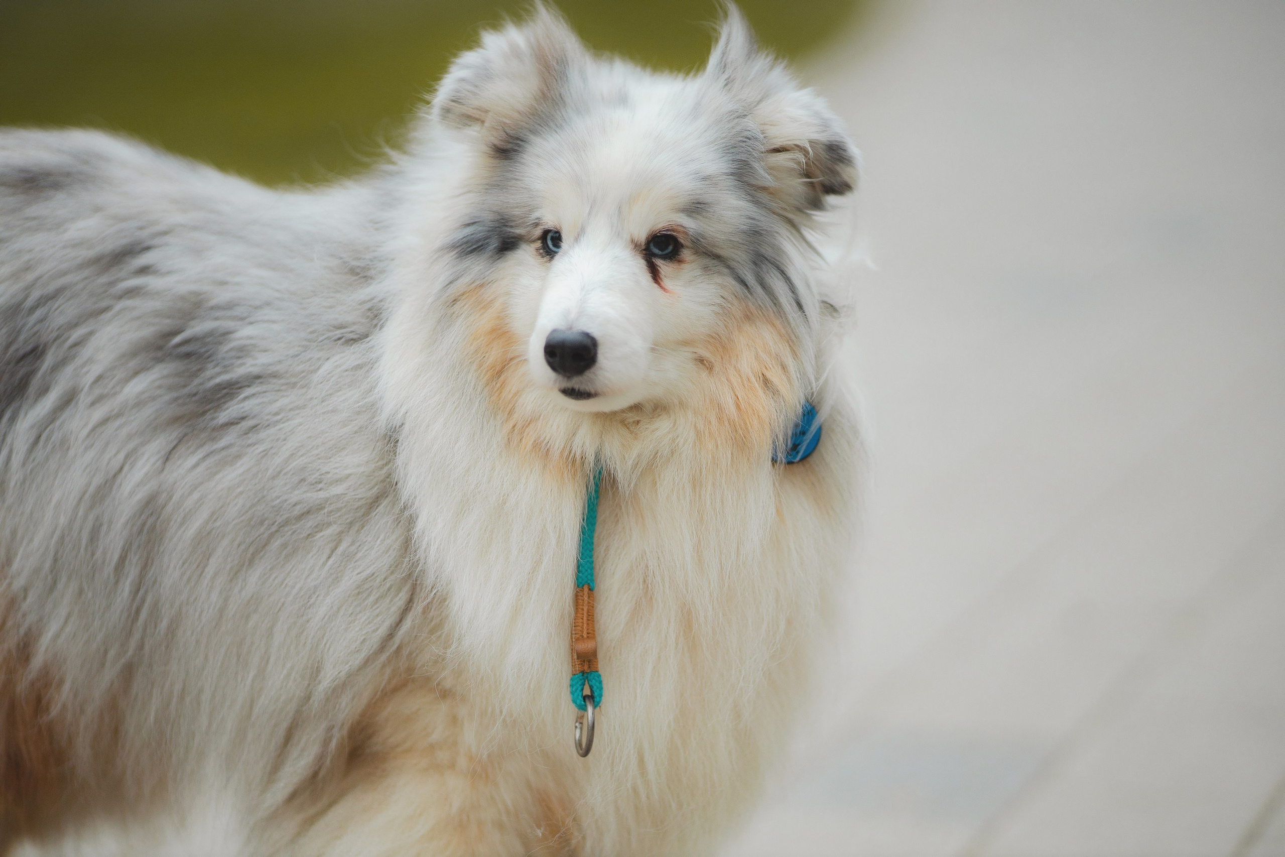 Шелти Встреча. Художник и Фотограф Тимохина Юлия