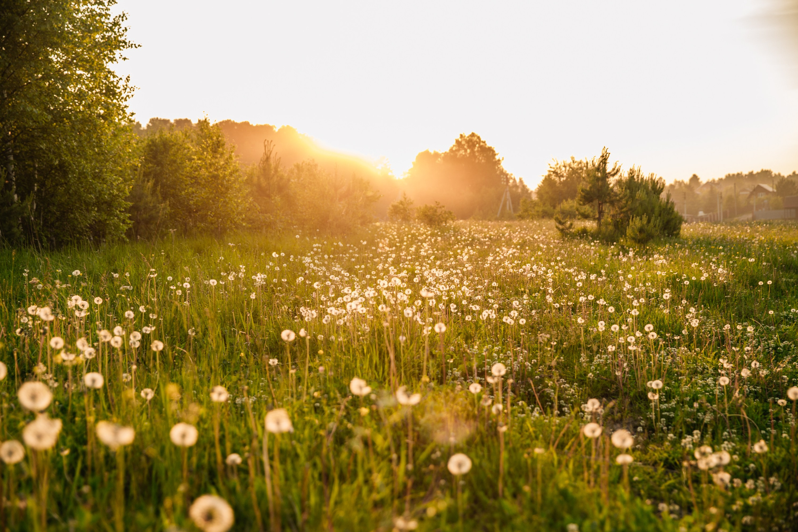 Поле с одуванчиками Иркутск природа