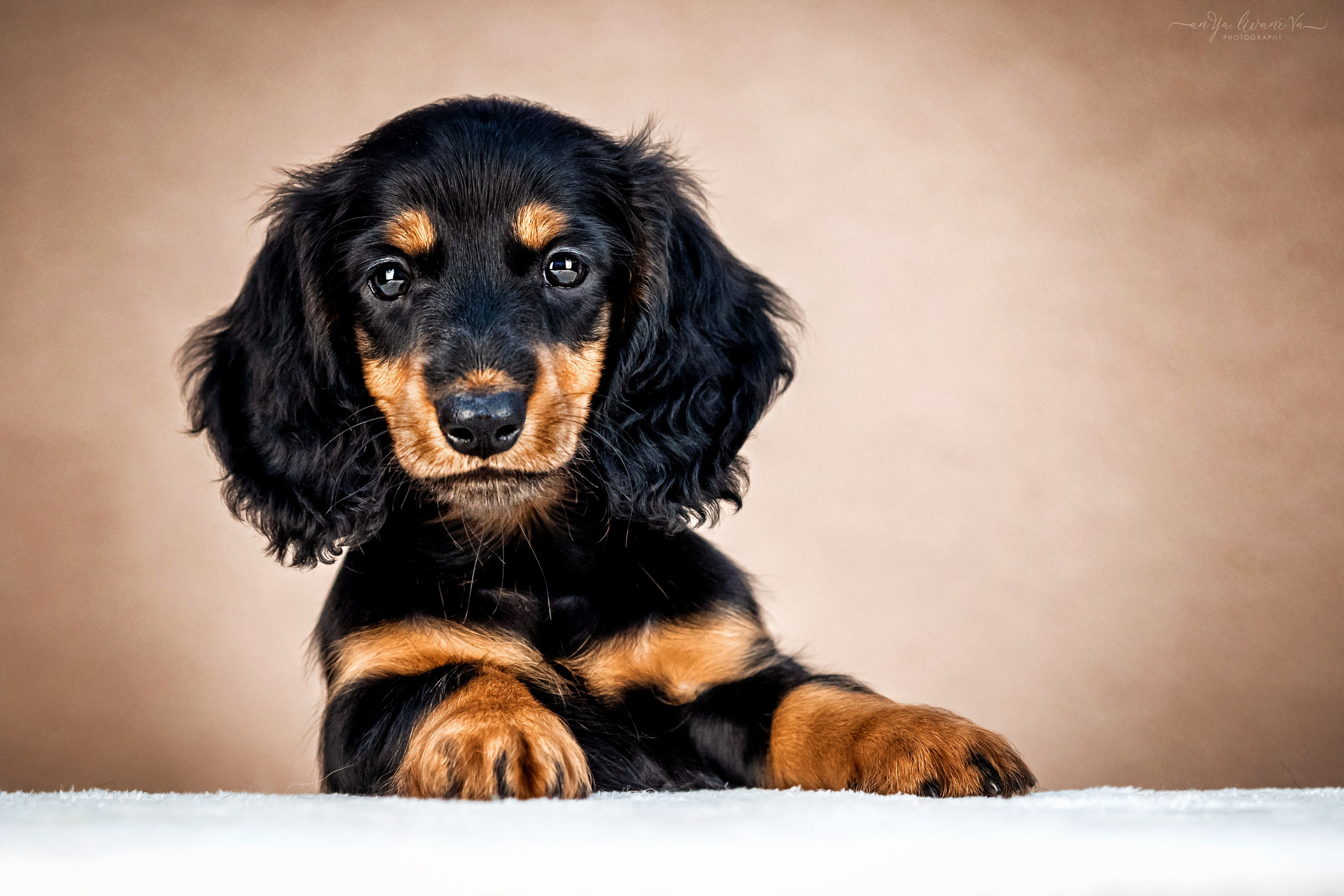 Таксята. Фотограф анималист Аня Ливанова | Рыбинск