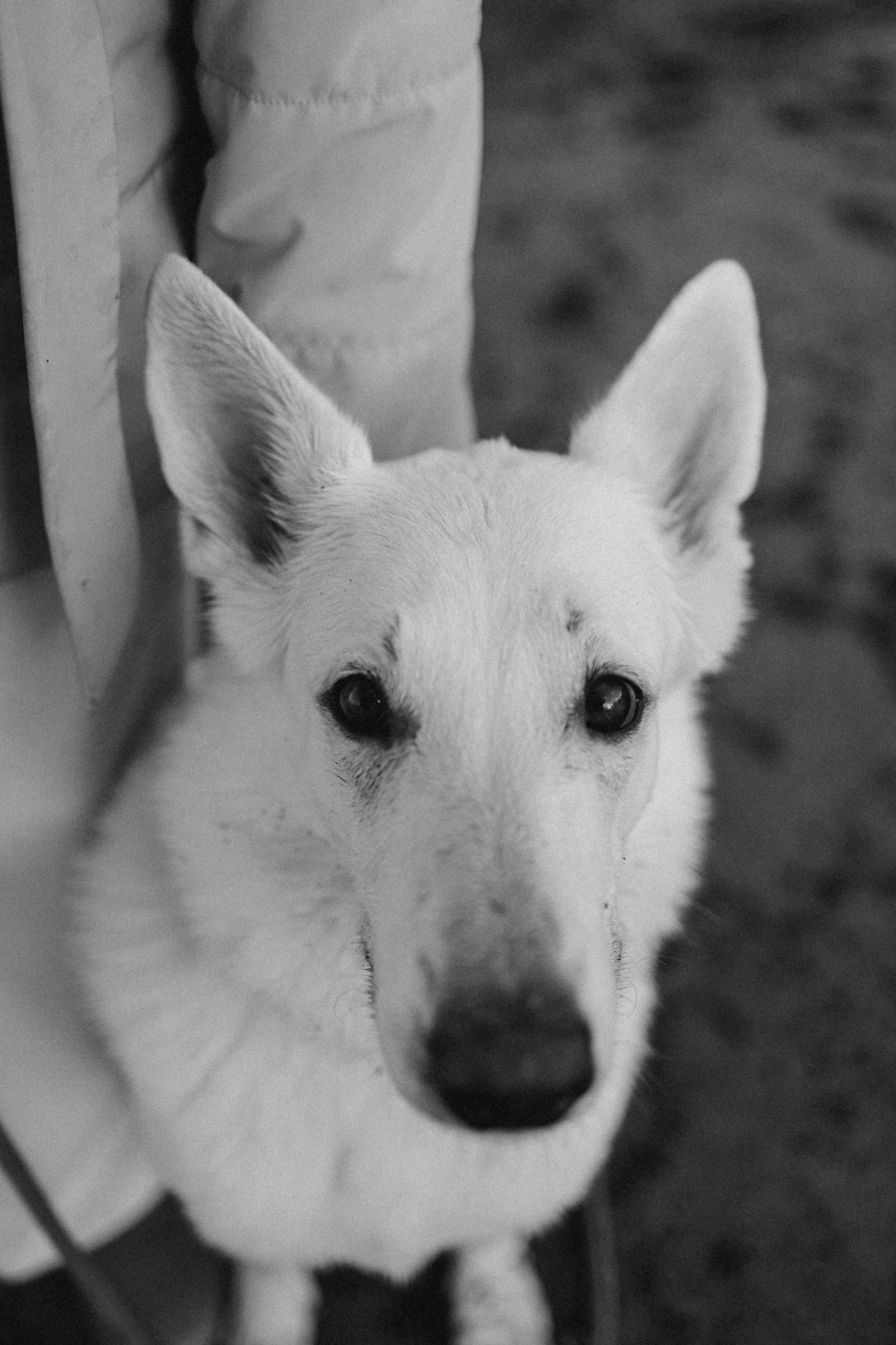 Настя и Эва. Фотограф — Анималист | Санкт-Петербург