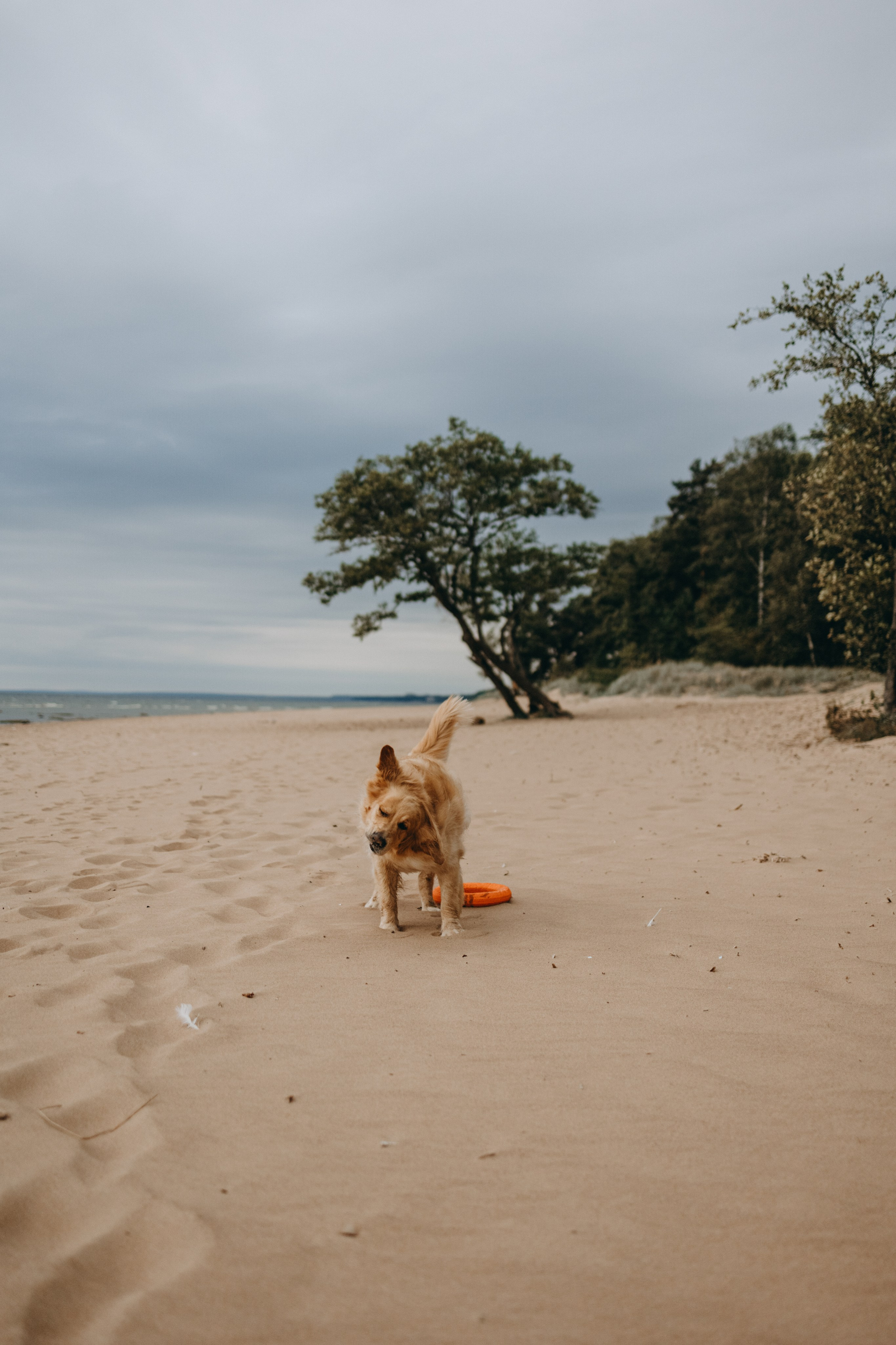 Фоси и его семьи. Фотограф — Анималист | Санкт-Петербург