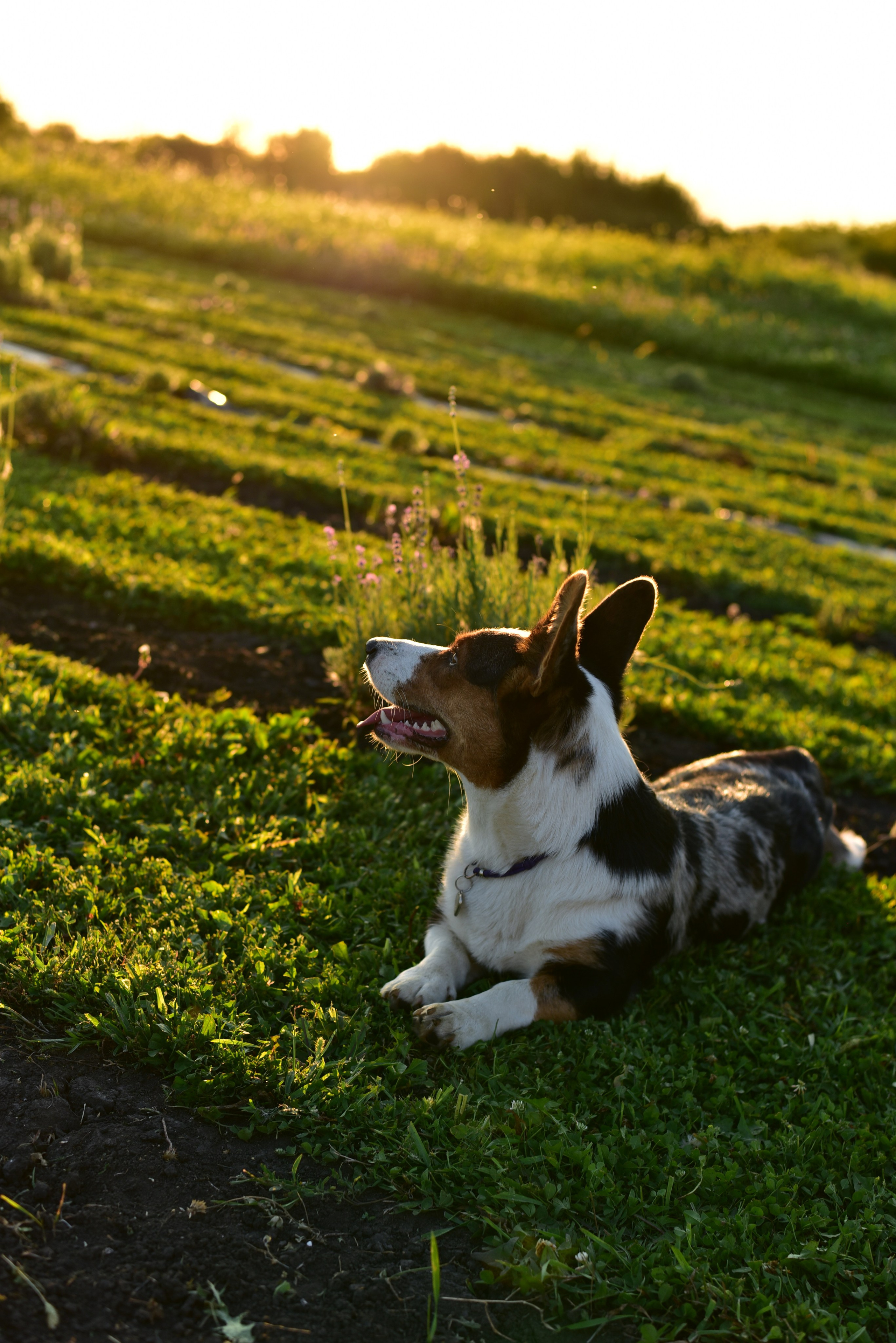 Наталья и Владимир. Свадебный и семейный фотограф в Воронеже Ксения Воротникова