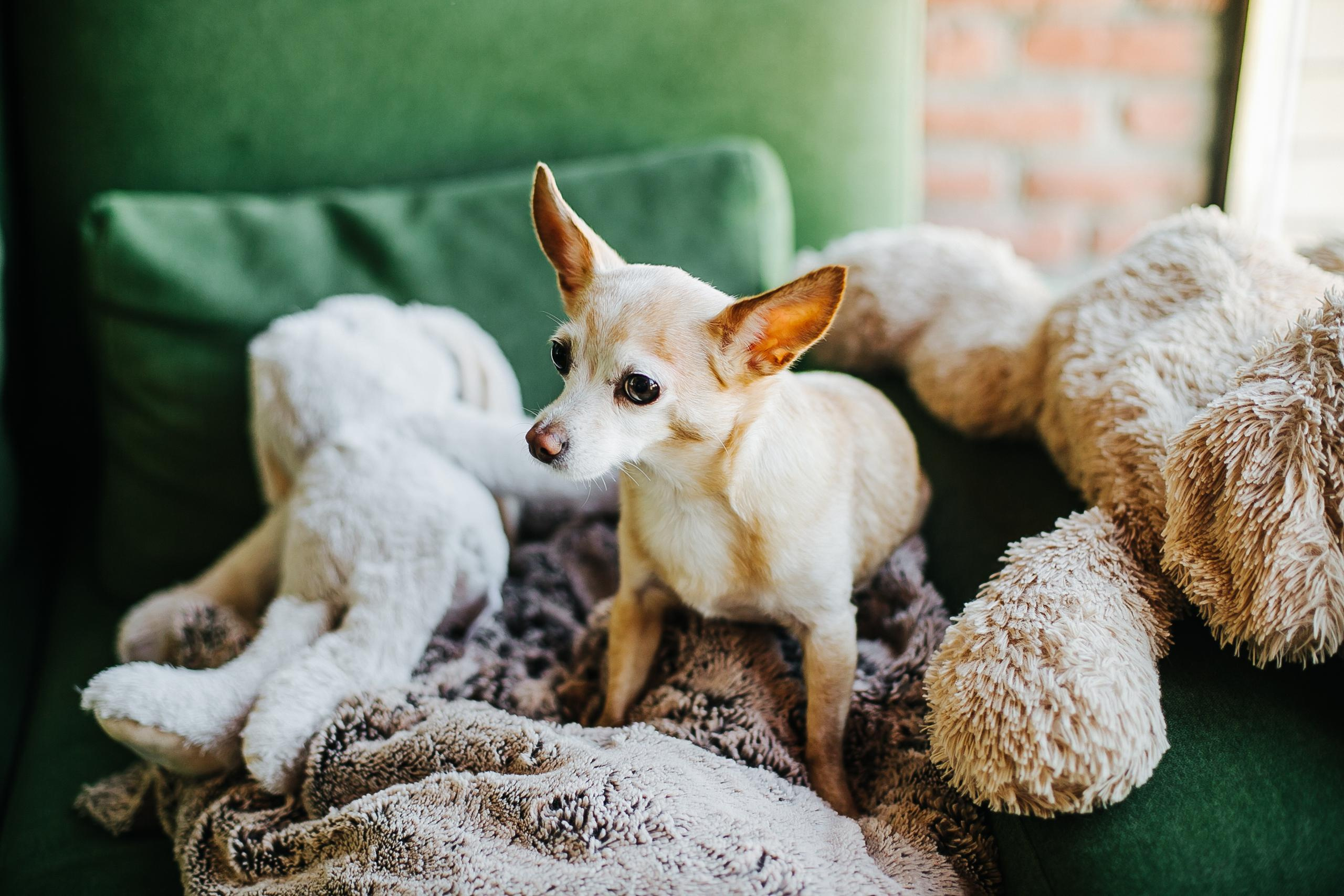 В ожидании малышки. Фотограф Полина Егорова город Тюмень