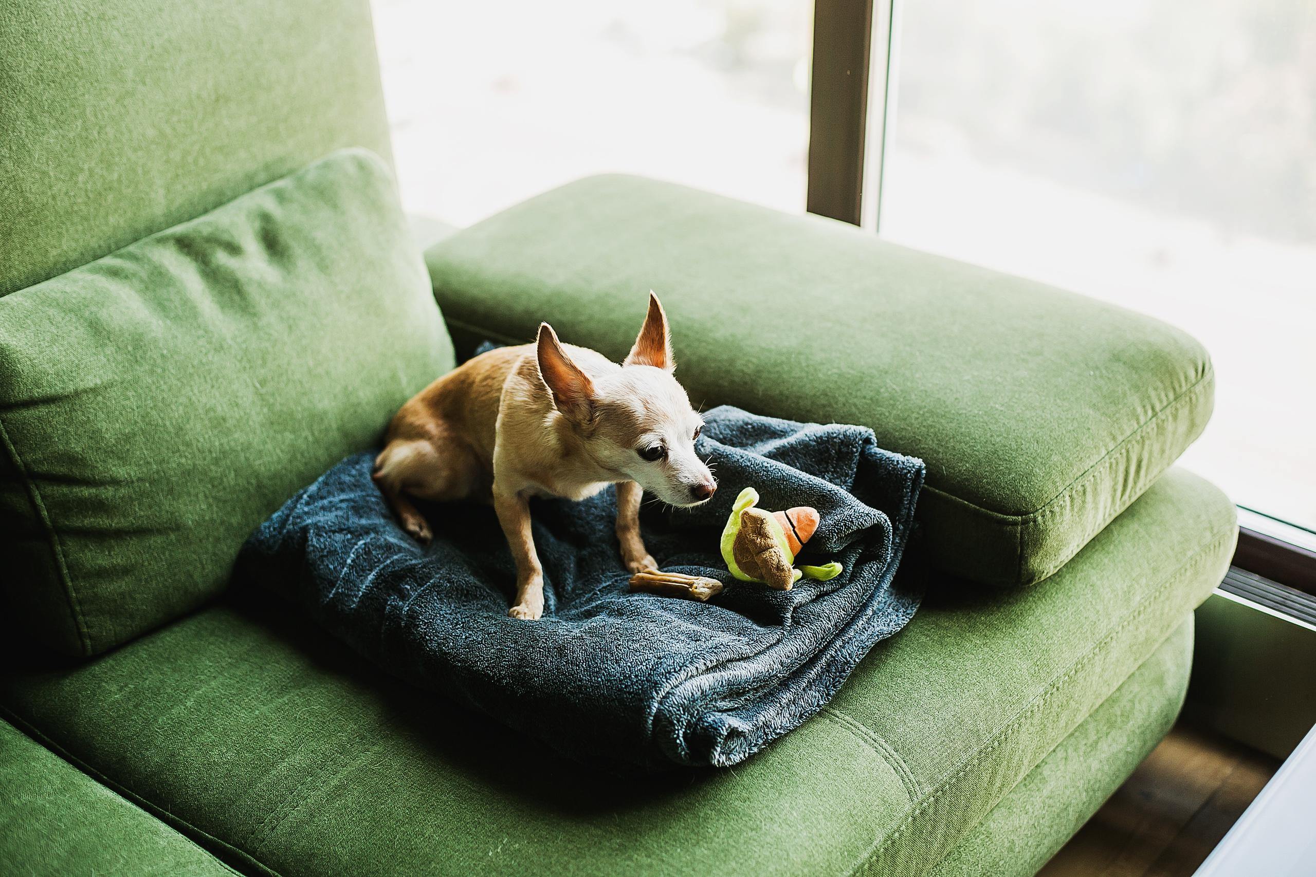 Семья малышки Эммы. Фотограф Полина Егорова город Тюмень