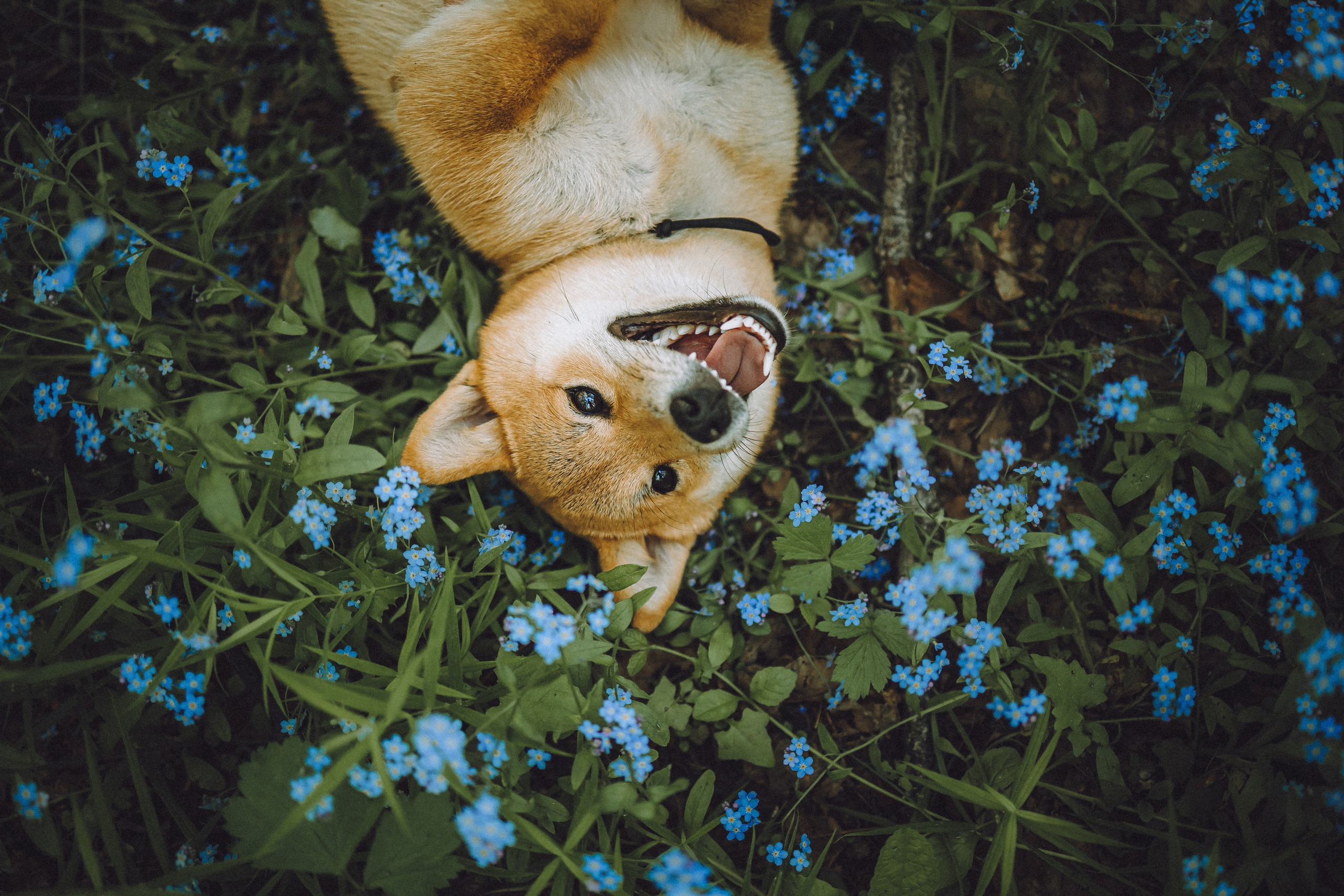Шед, Цири, Чиби, Цера и их семья