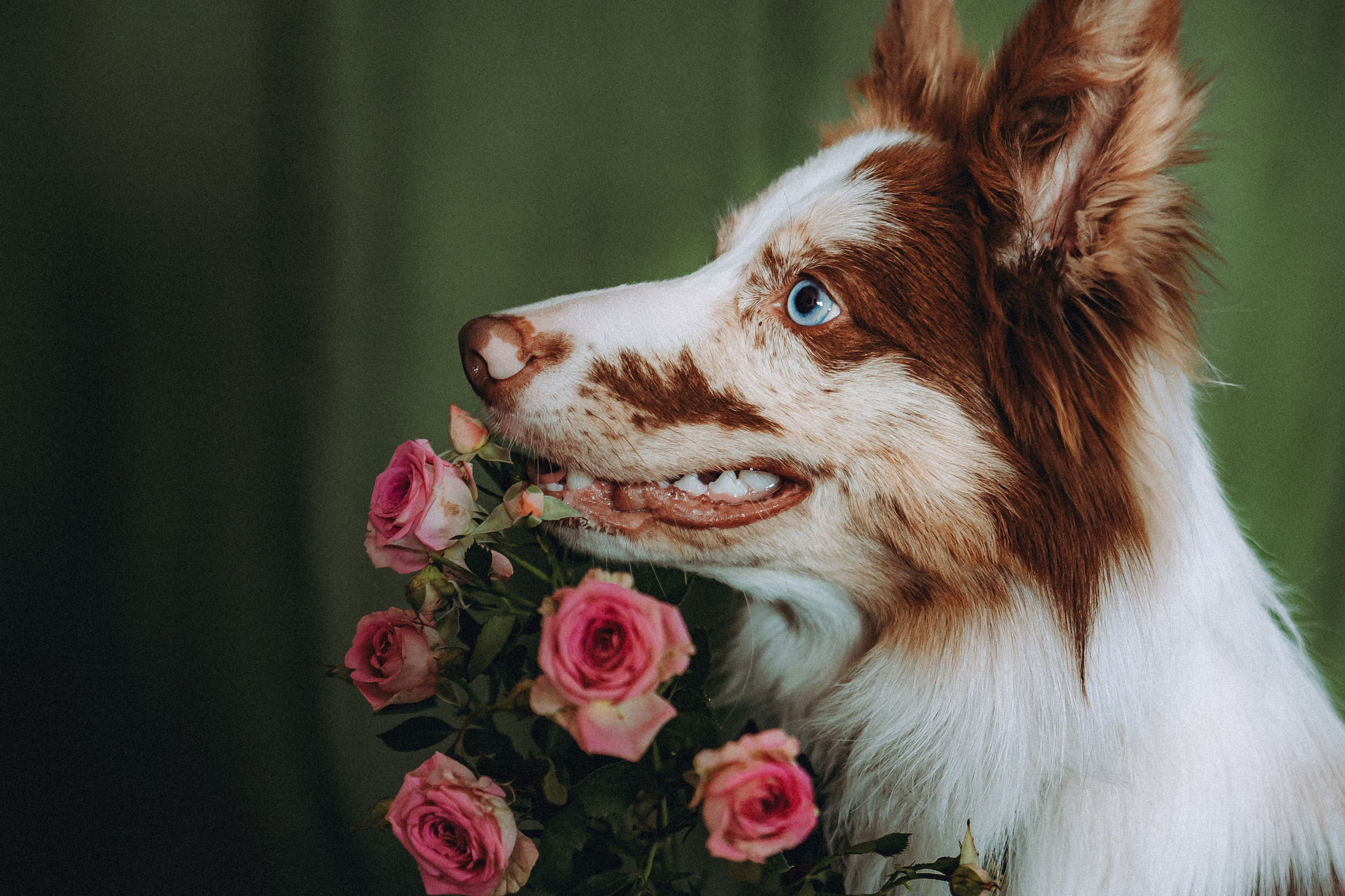 День рождения Айко