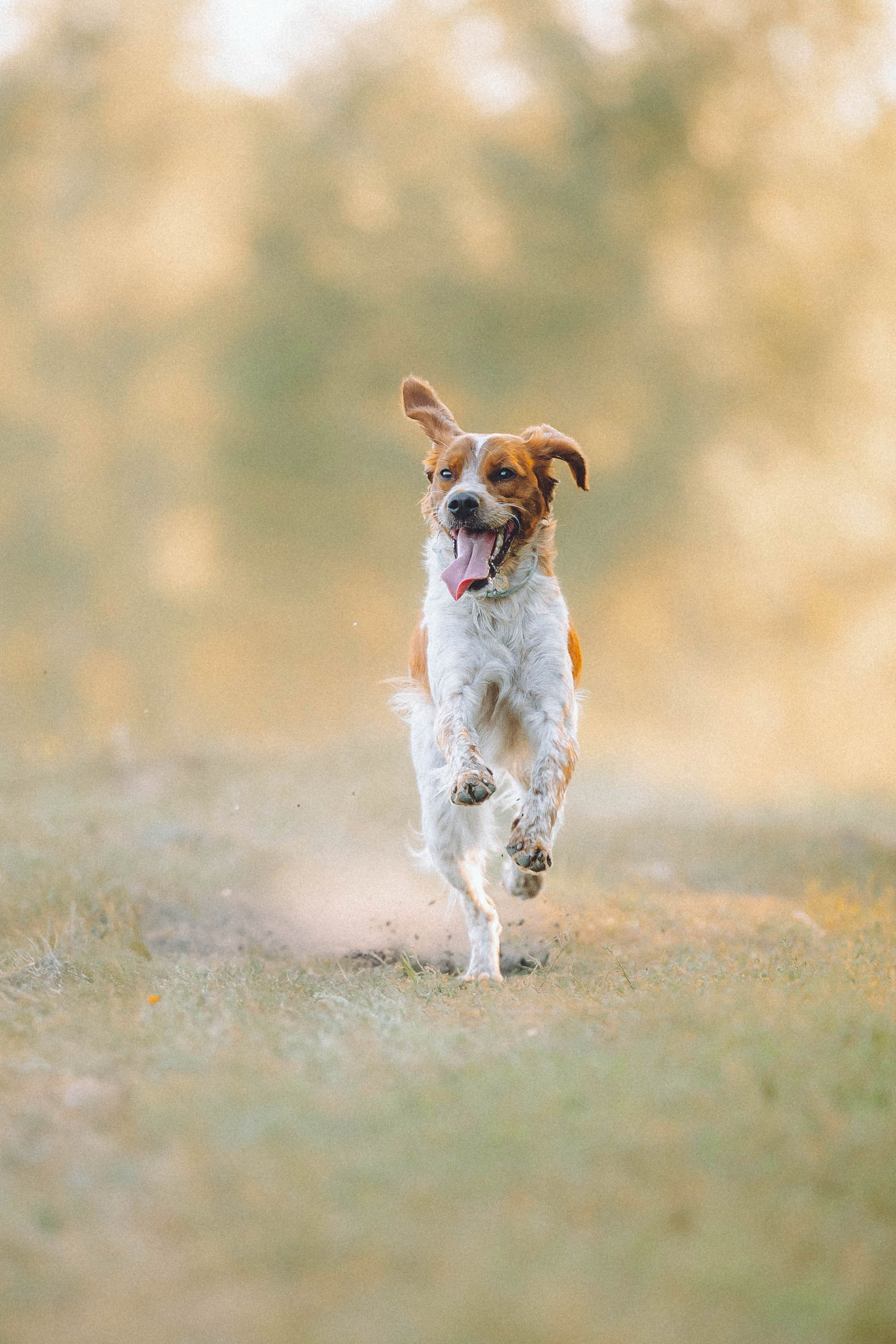 Камри и Пафи