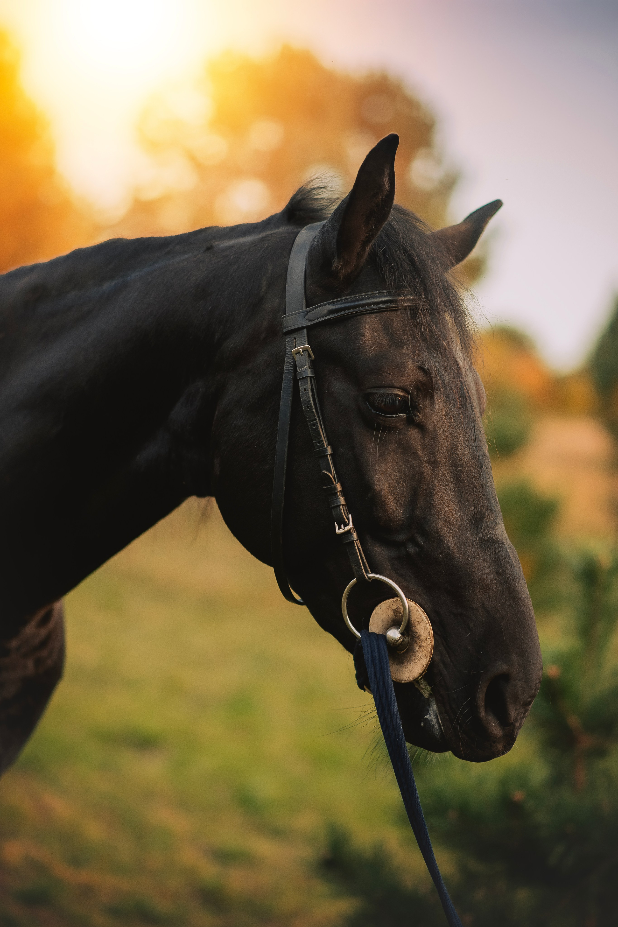 Дени — 23.09.2025. Фотограф — Анималист | Анна Абрамова