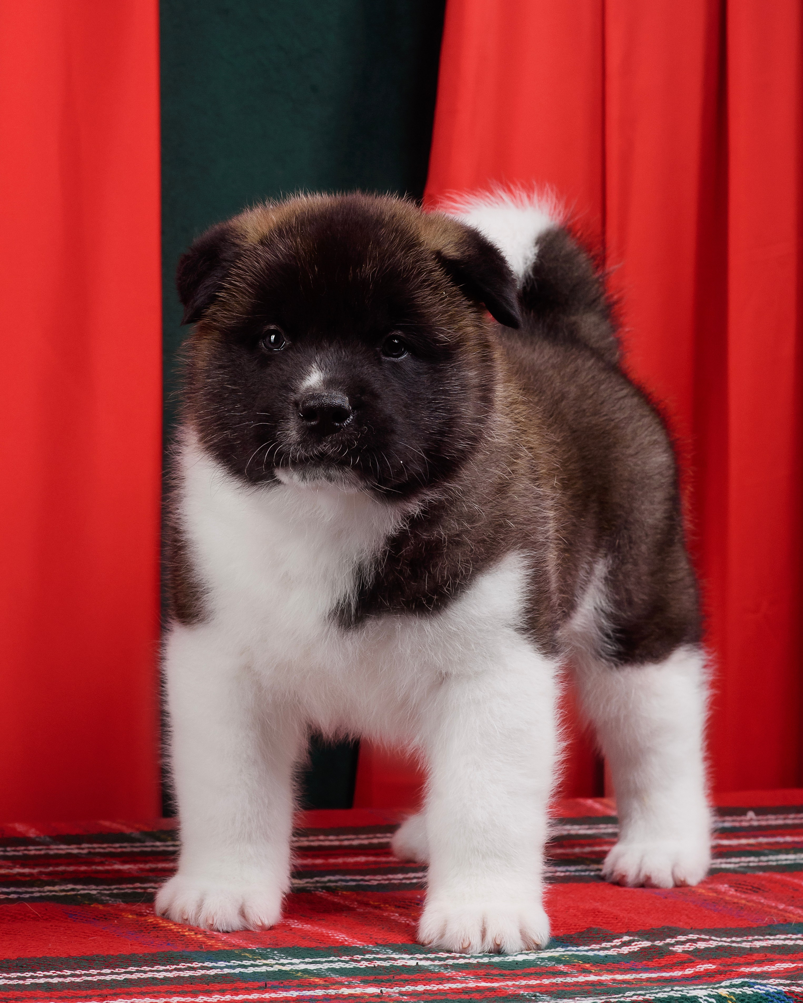 Щенки Американской Акиты. Фотограф — Анималист | Анна Абрамова