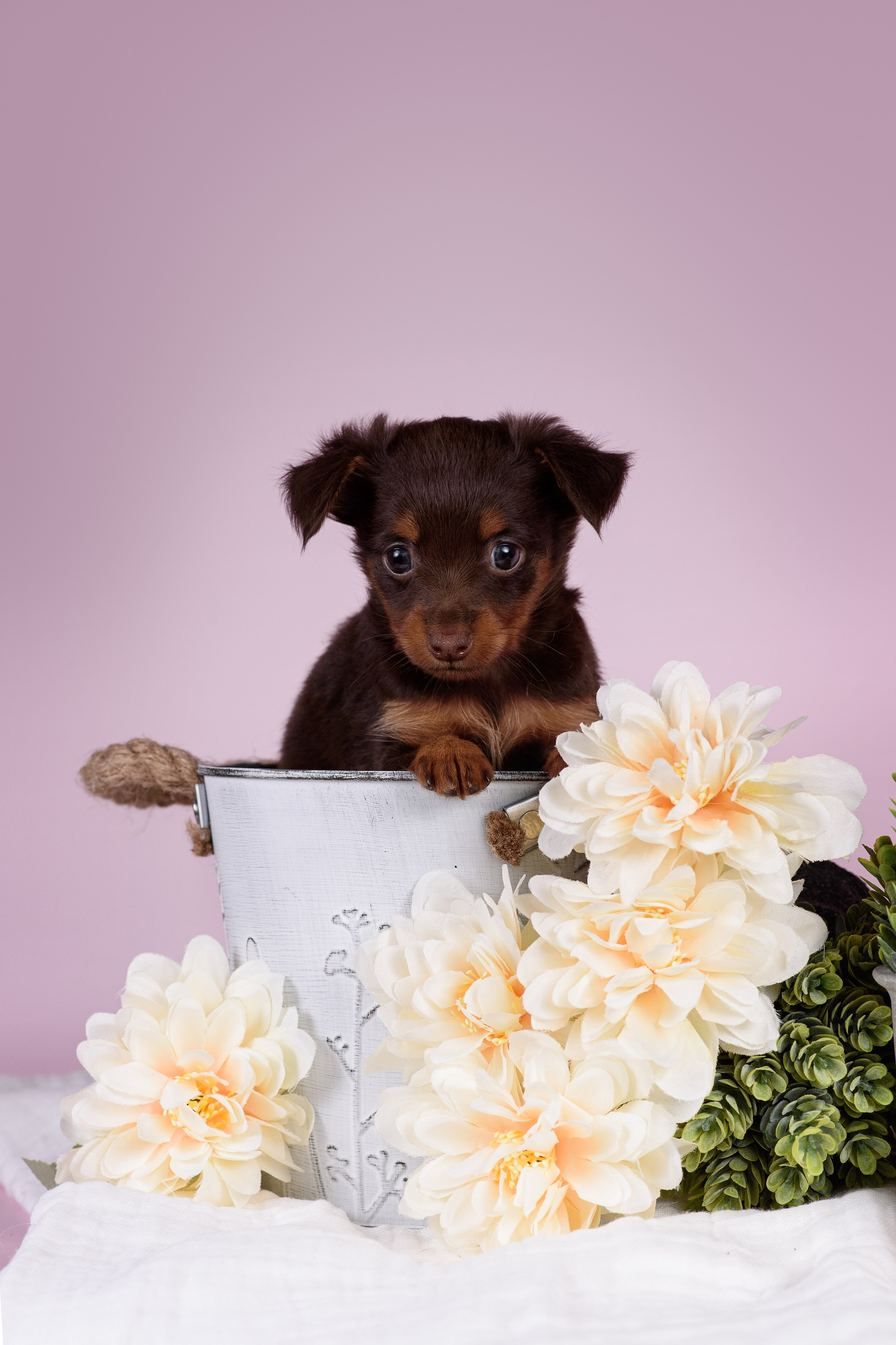 Щенки Пражских крысариков -13.04.2024. Фотограф — Анималист | Анна Абрамова