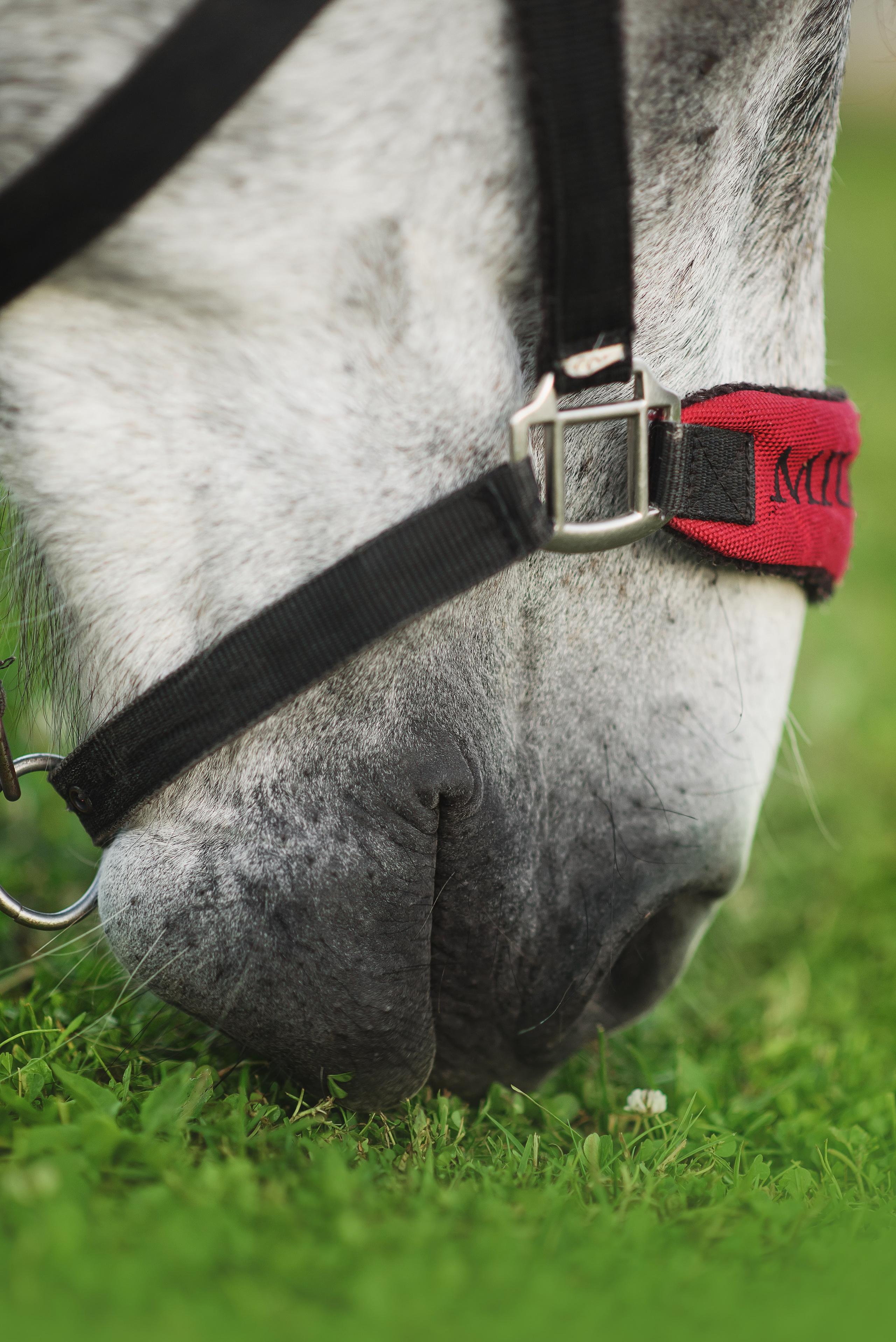 Дакар и Рамина — 29.06.2024. Фотограф — Анималист | Анна Абрамова