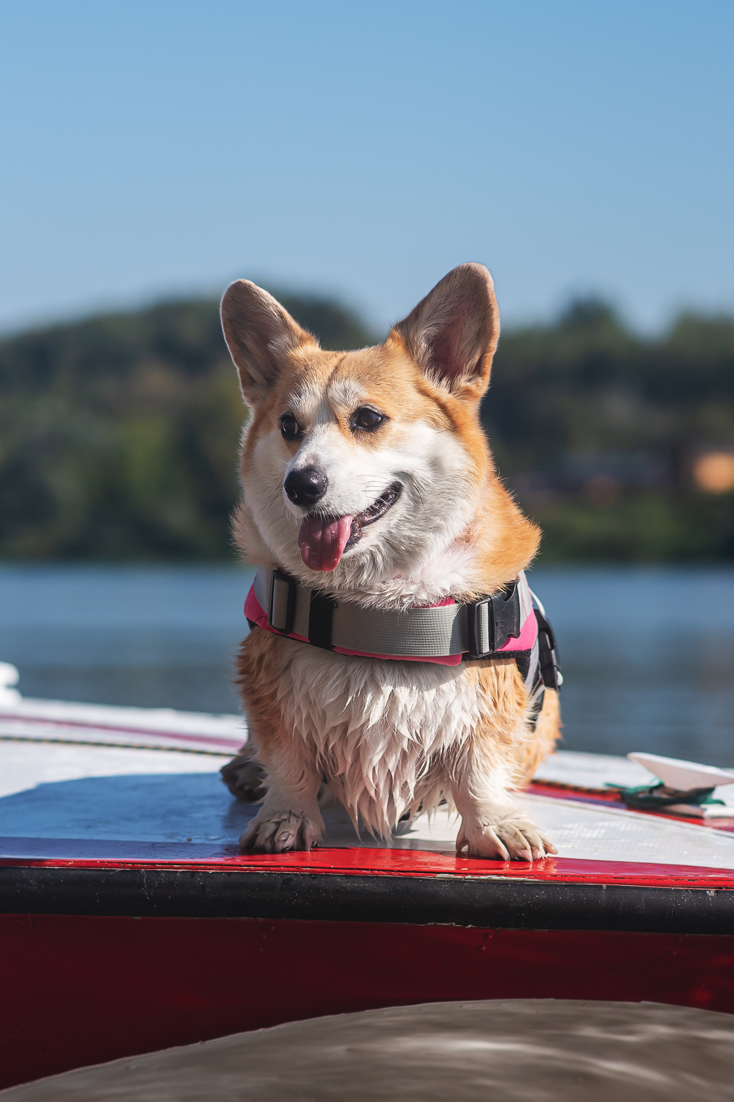 Майк и Лея — 29.08.2024. Фотограф — Анималист | Анна Абрамова