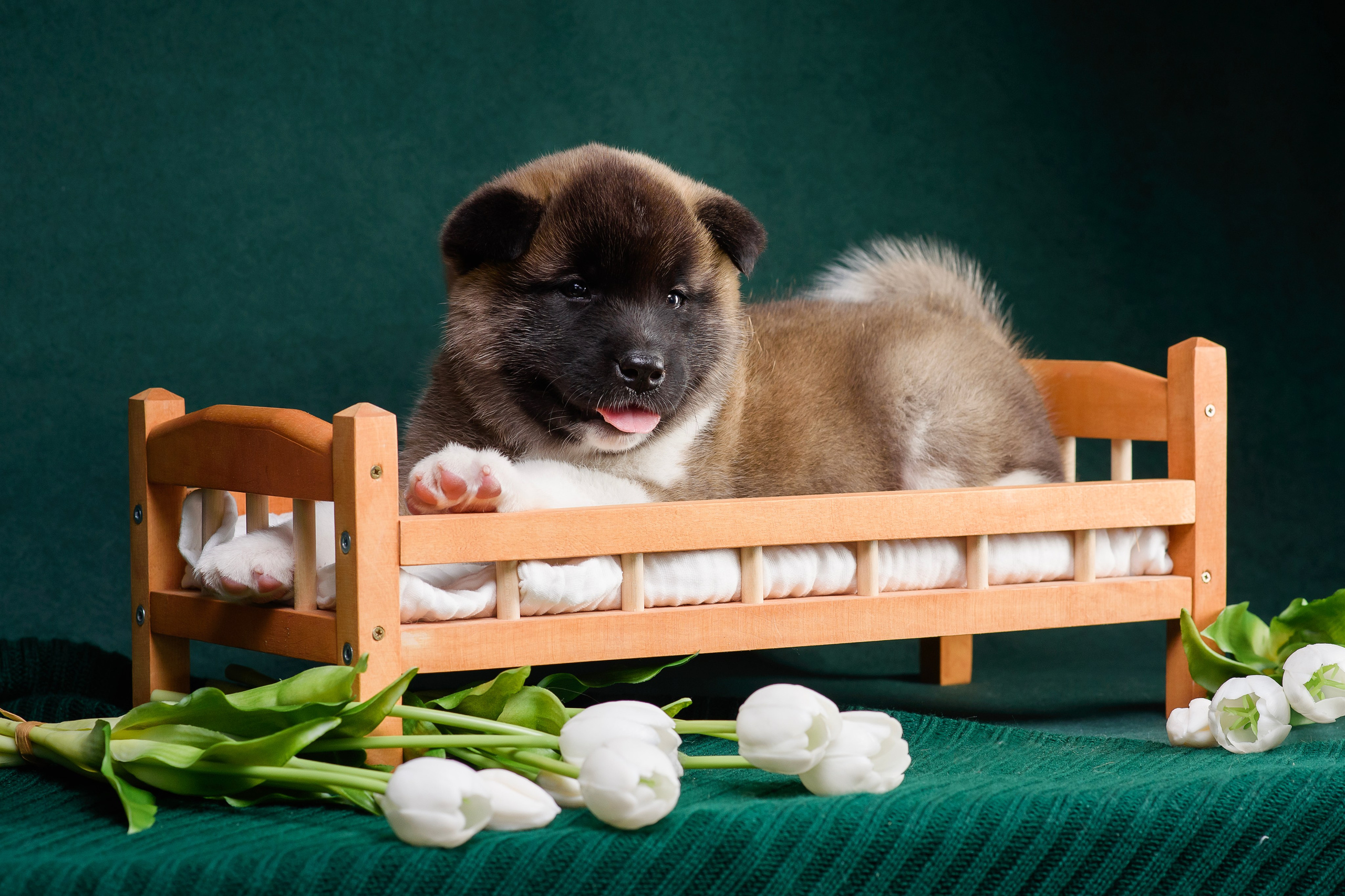 Щенки Американской Акиты. Фотограф — Анималист | Анна Абрамова