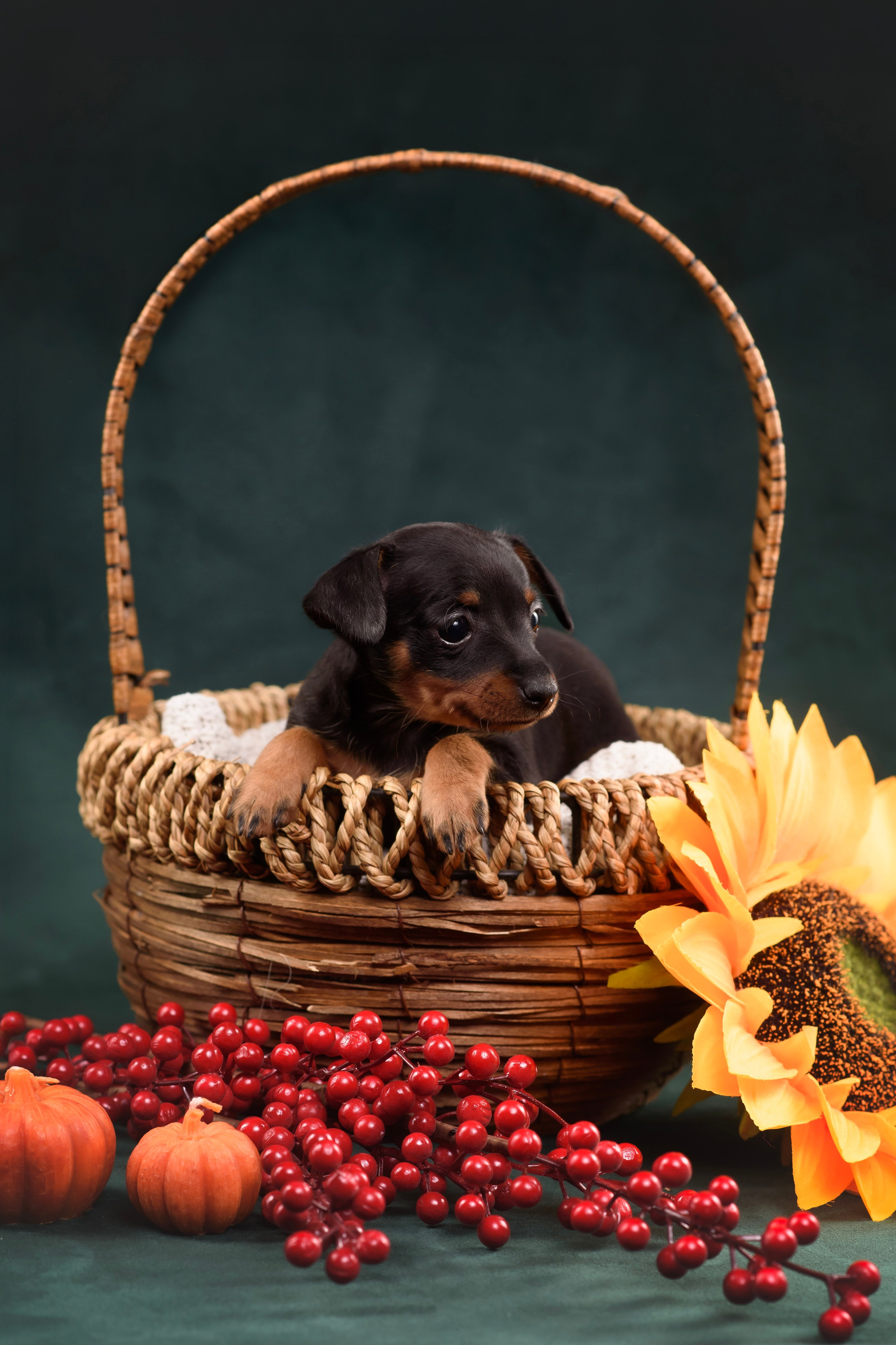 Щенки Пражского крысарика — 19.10.2025. Фотограф — Анималист | Анна Абрамова