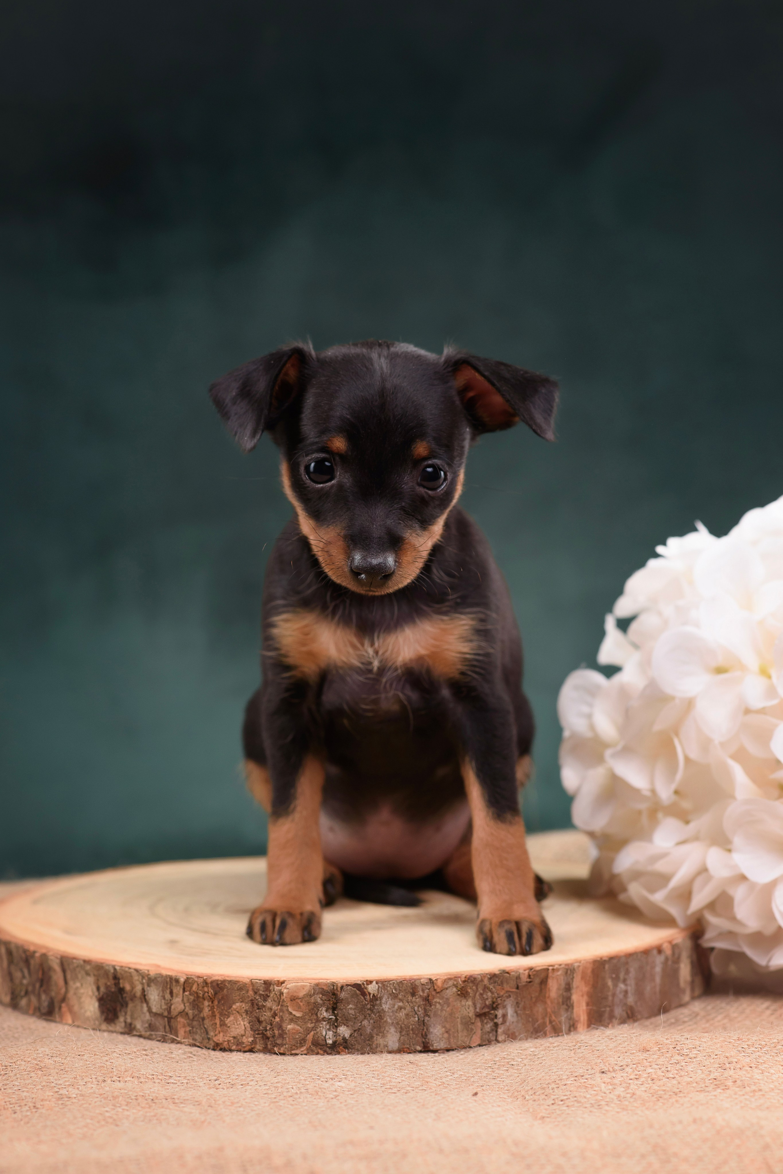 Щенки Пражского крысарика — 19.10.2025. Фотограф — Анималист | Анна Абрамова