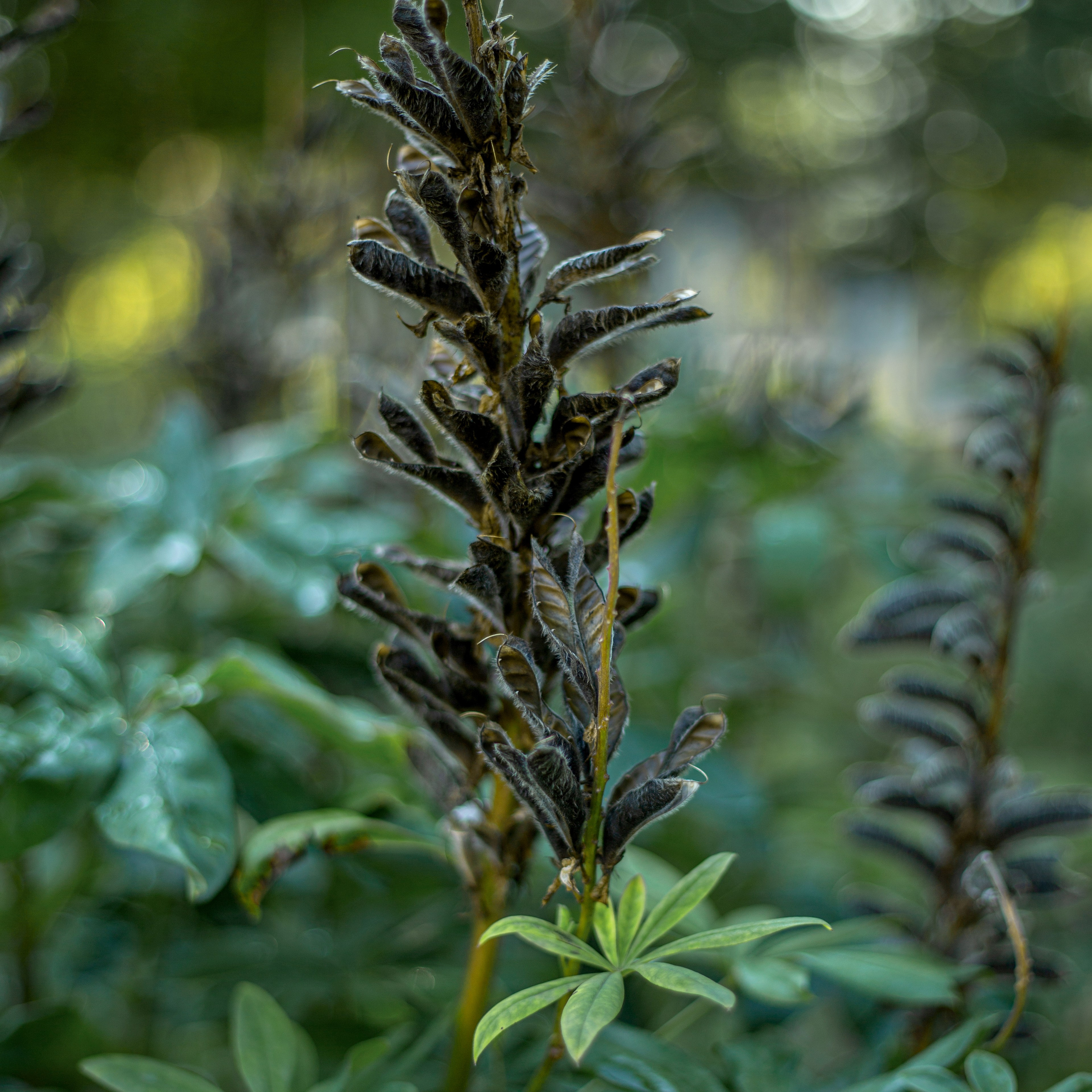 Просто красиво. Детский и семейный фотограф Барнаул Татьяна Губанова