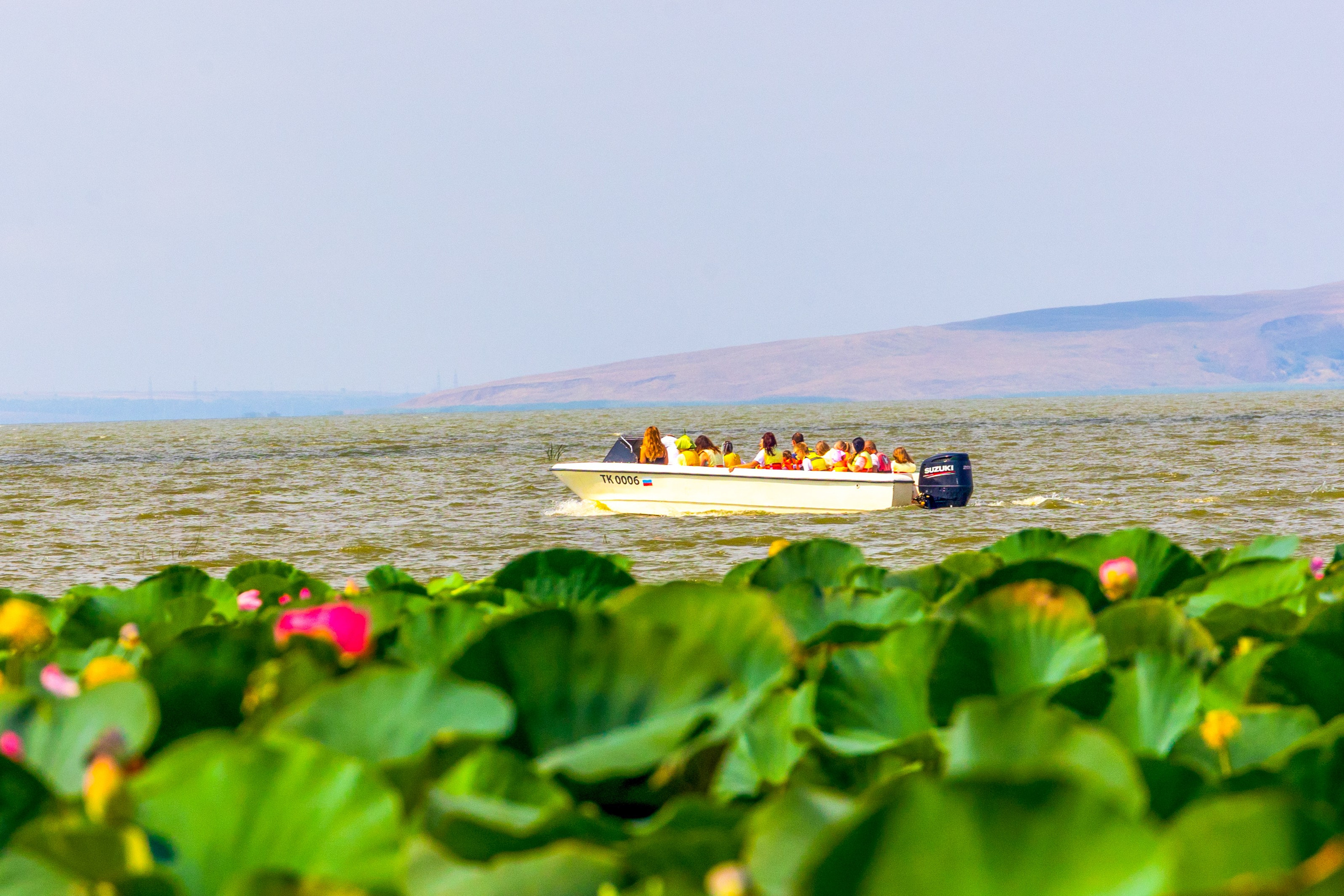 ЛОТОСЫ. Фотограф Владимир Роля