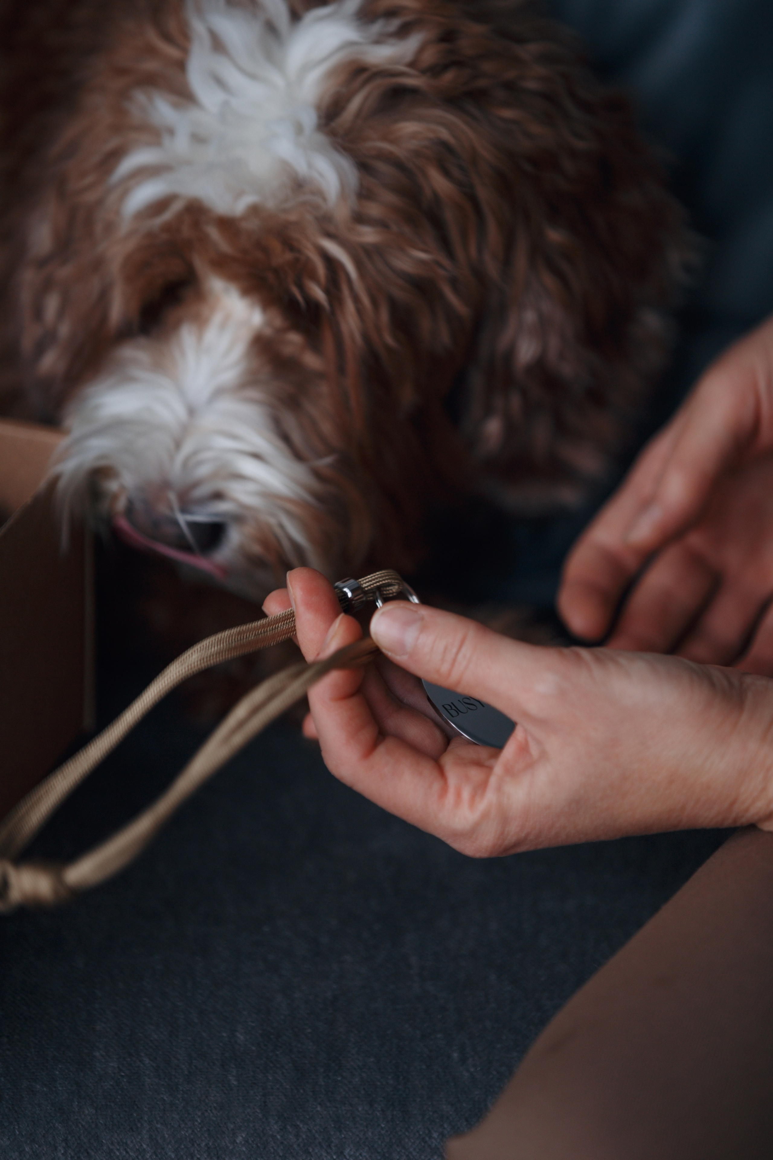 Bmbh лежанки и адресники. Фотограф анималист Кристина Карпова, Москва