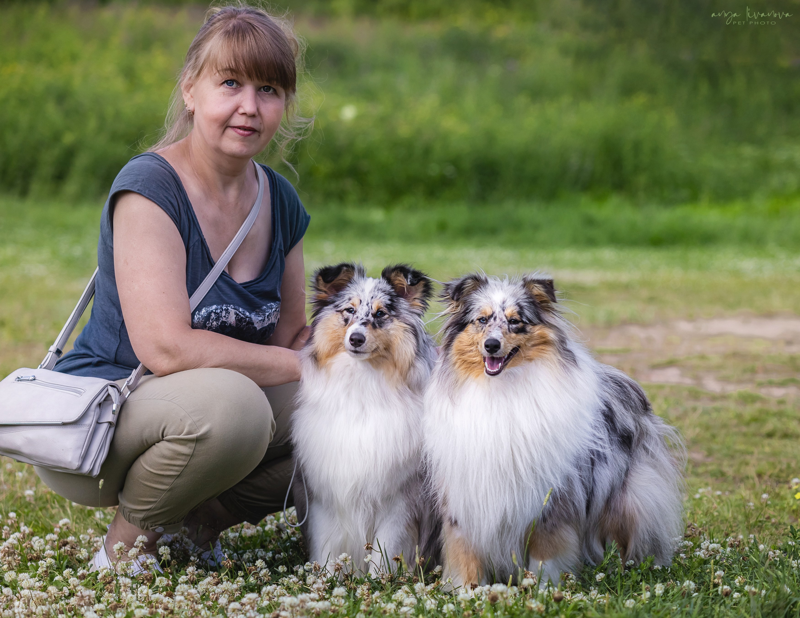 Шелти Мальвина и Марго. Фотограф анималист Аня Ливанова | Рыбинск