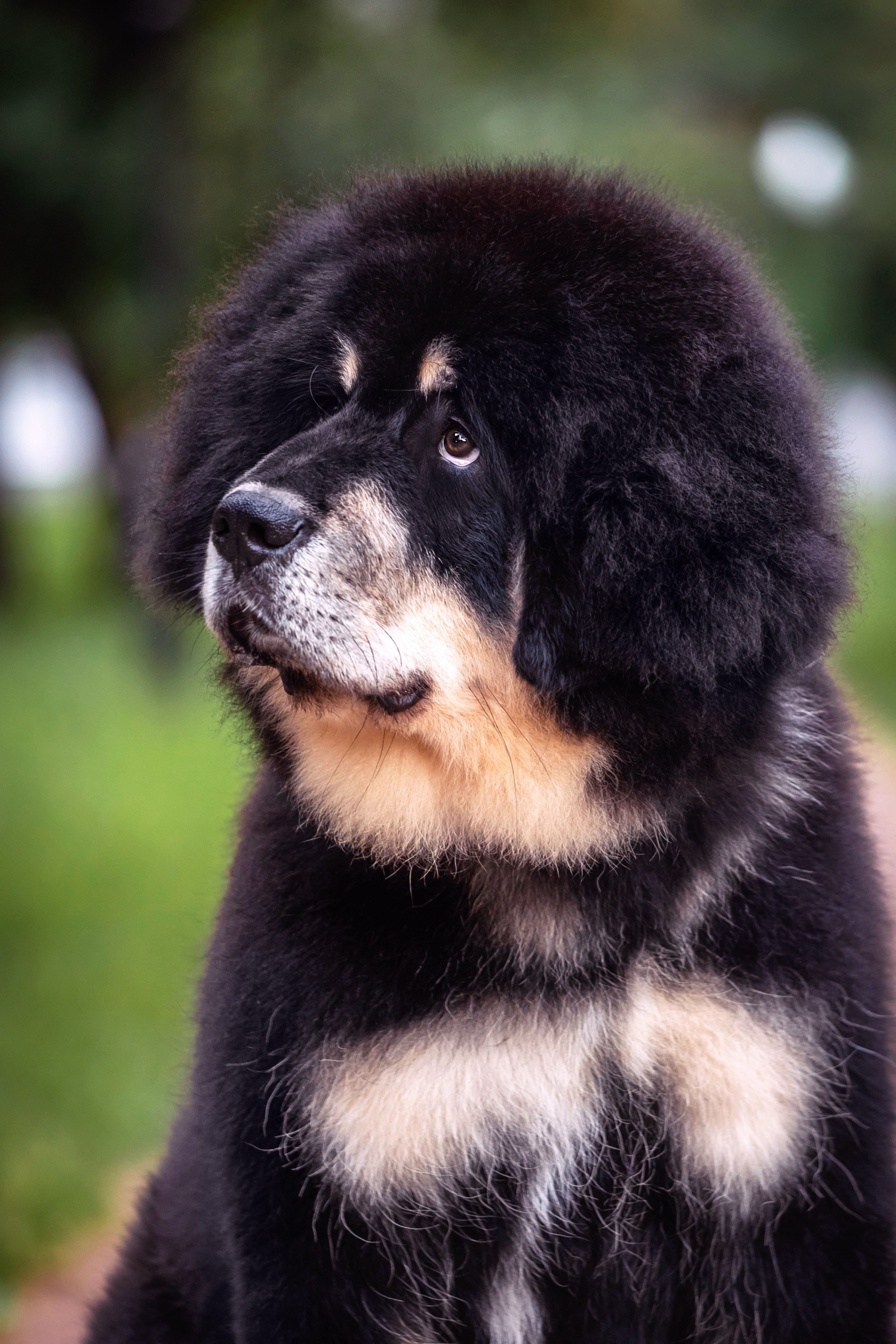 Лео. Фотограф анималист Аня Ливанова | Рыбинск