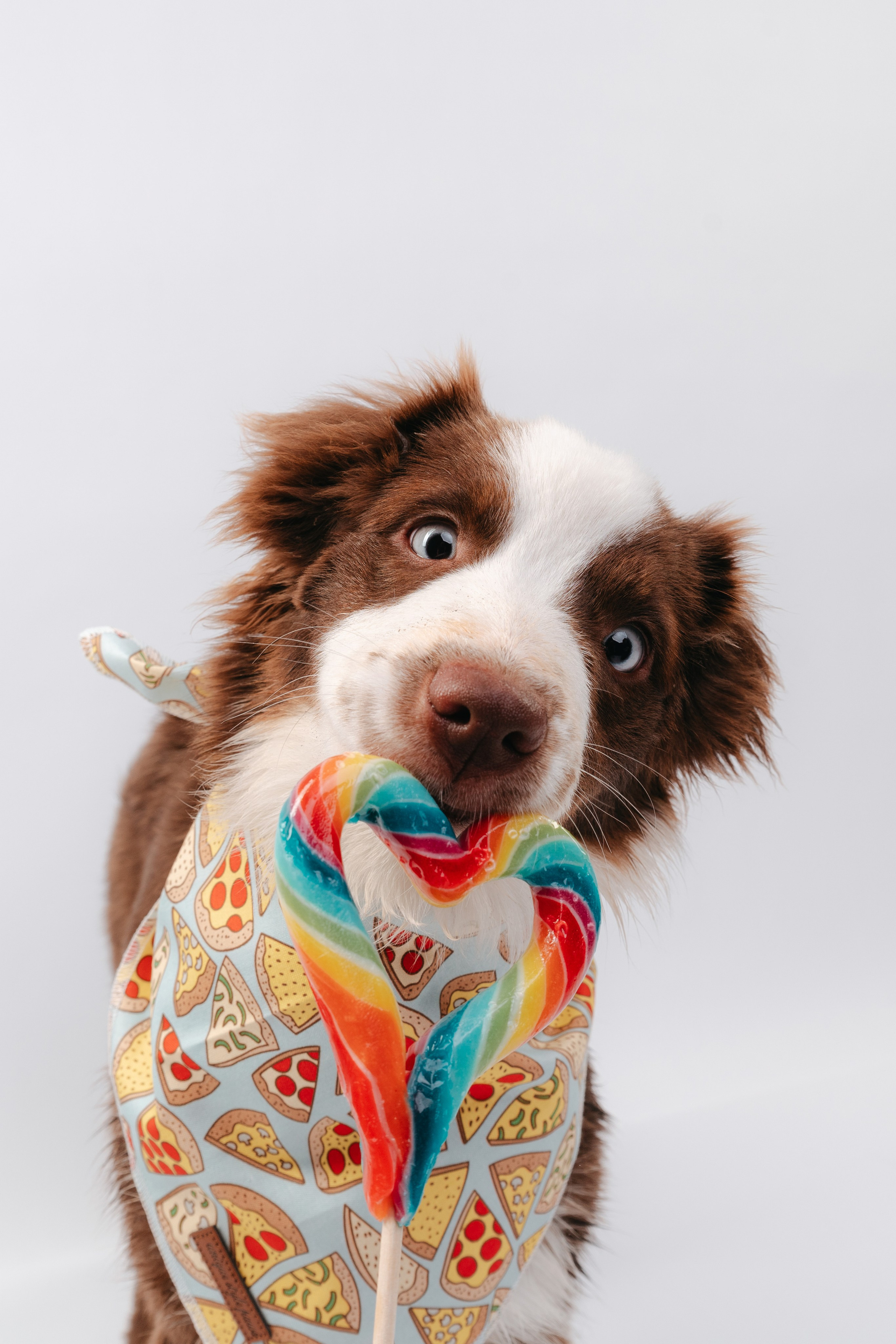 Миниаусси Дайс. Фотограф анималист Осипчикова Мария