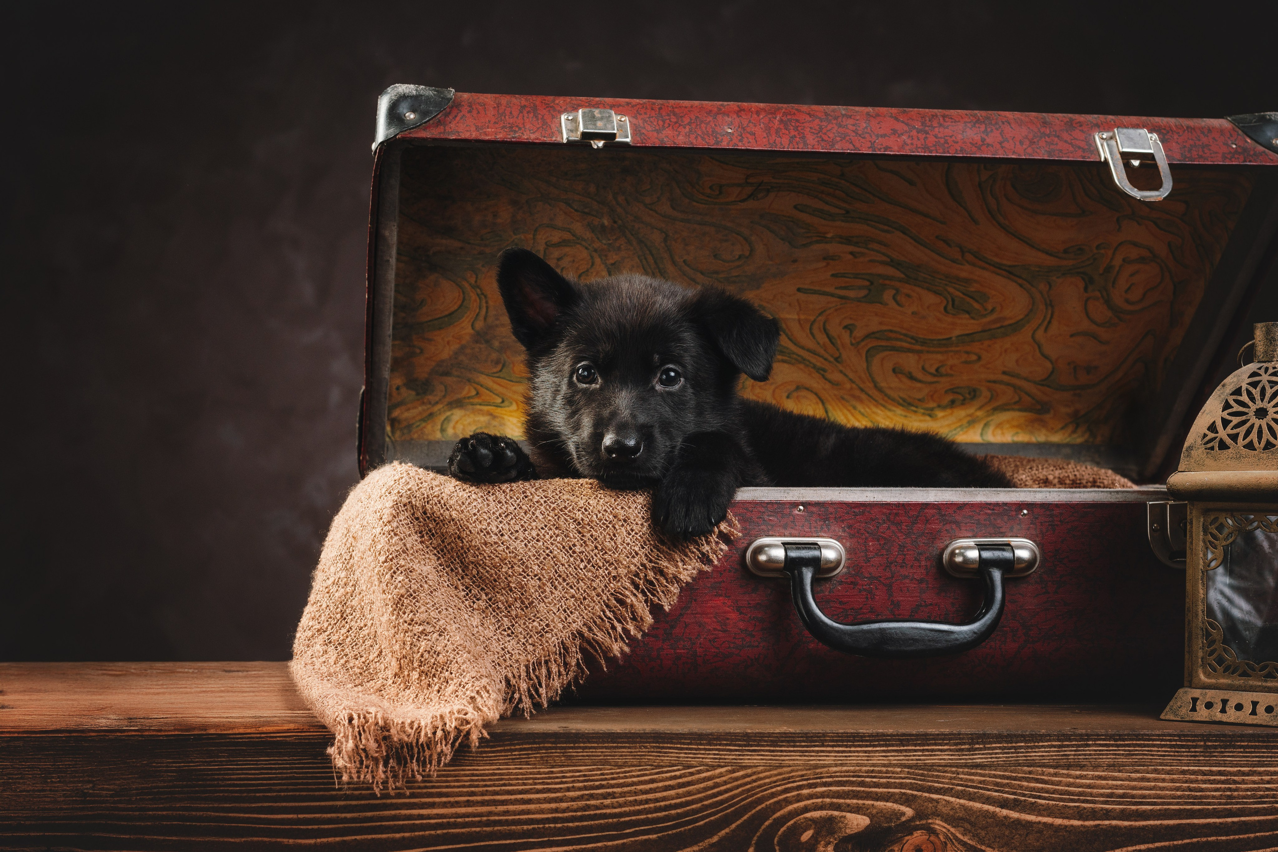 Щенки НО. Фотограф анималист Осипчикова Мария