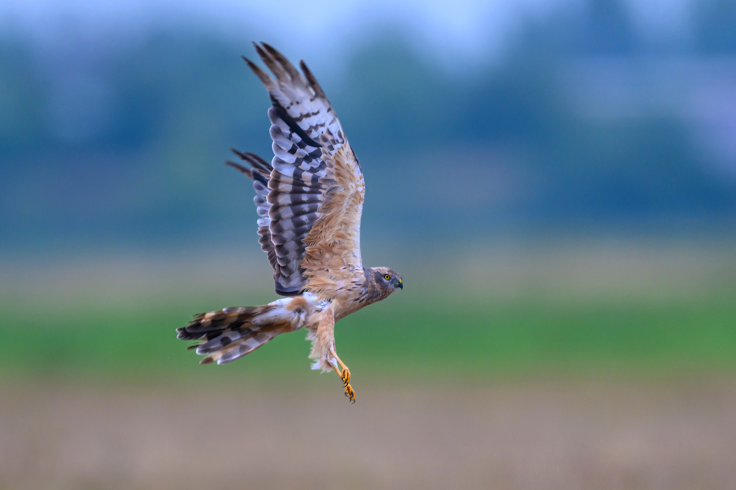 Луни. Wildlife photography by Sergey Puponin