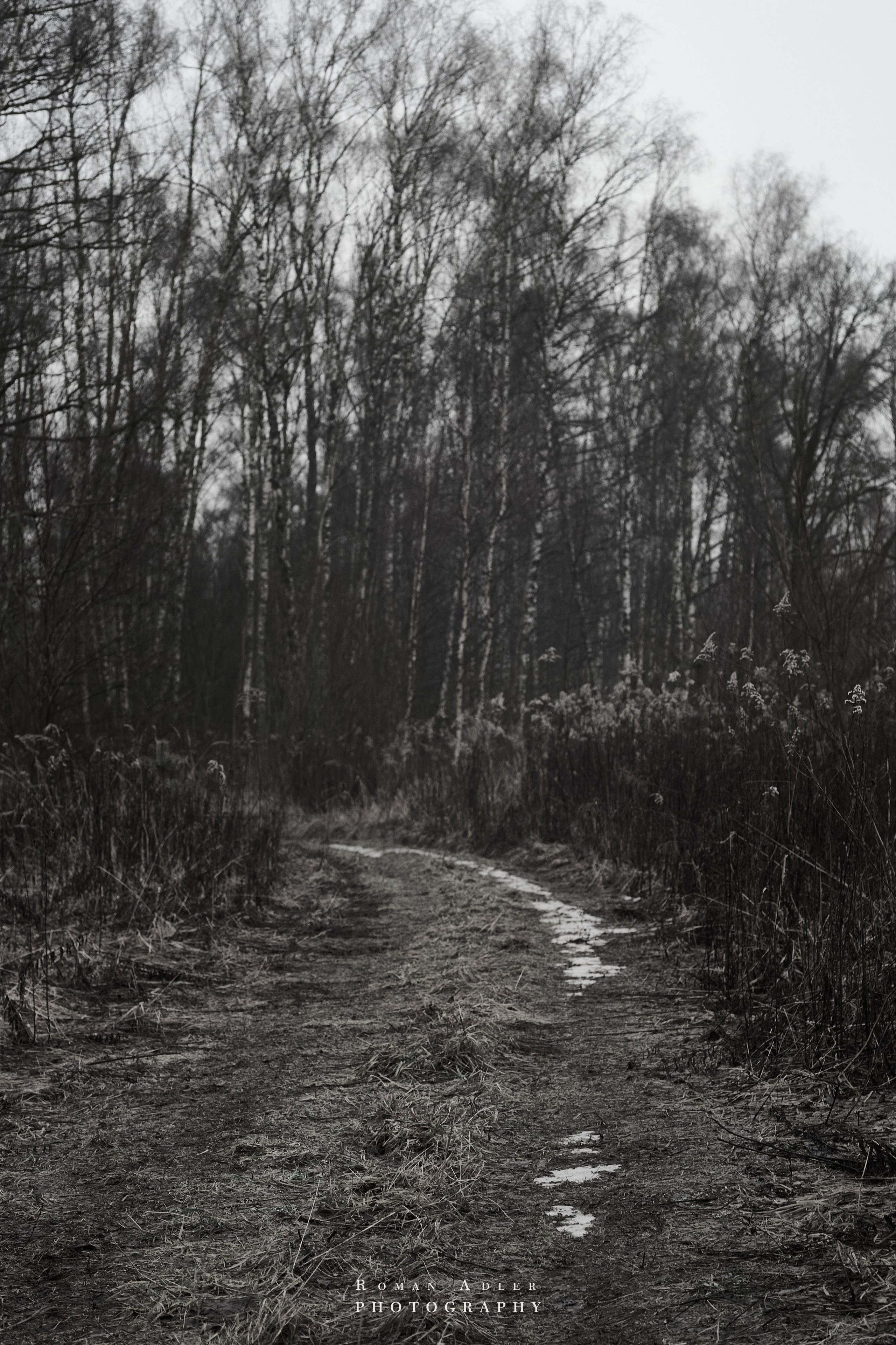 Февральский лес. Фотограф Роман Адлер